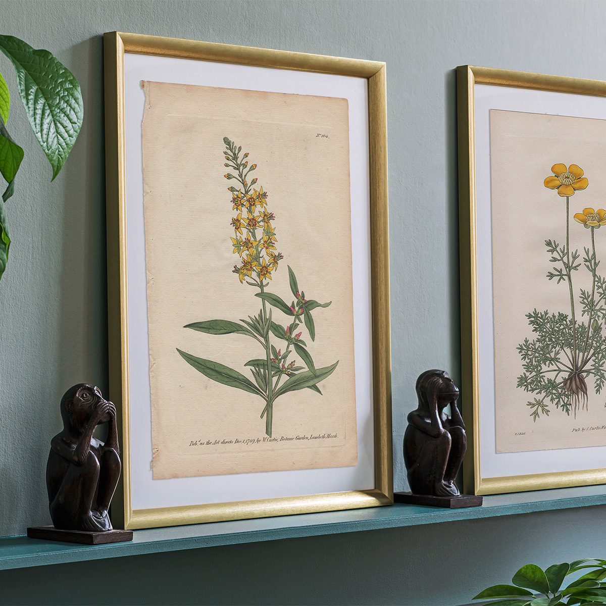 Original antique hand-colored engraving botanical print from Curtis’s Botanical Magazine; or Flower-Garden Displayed.
