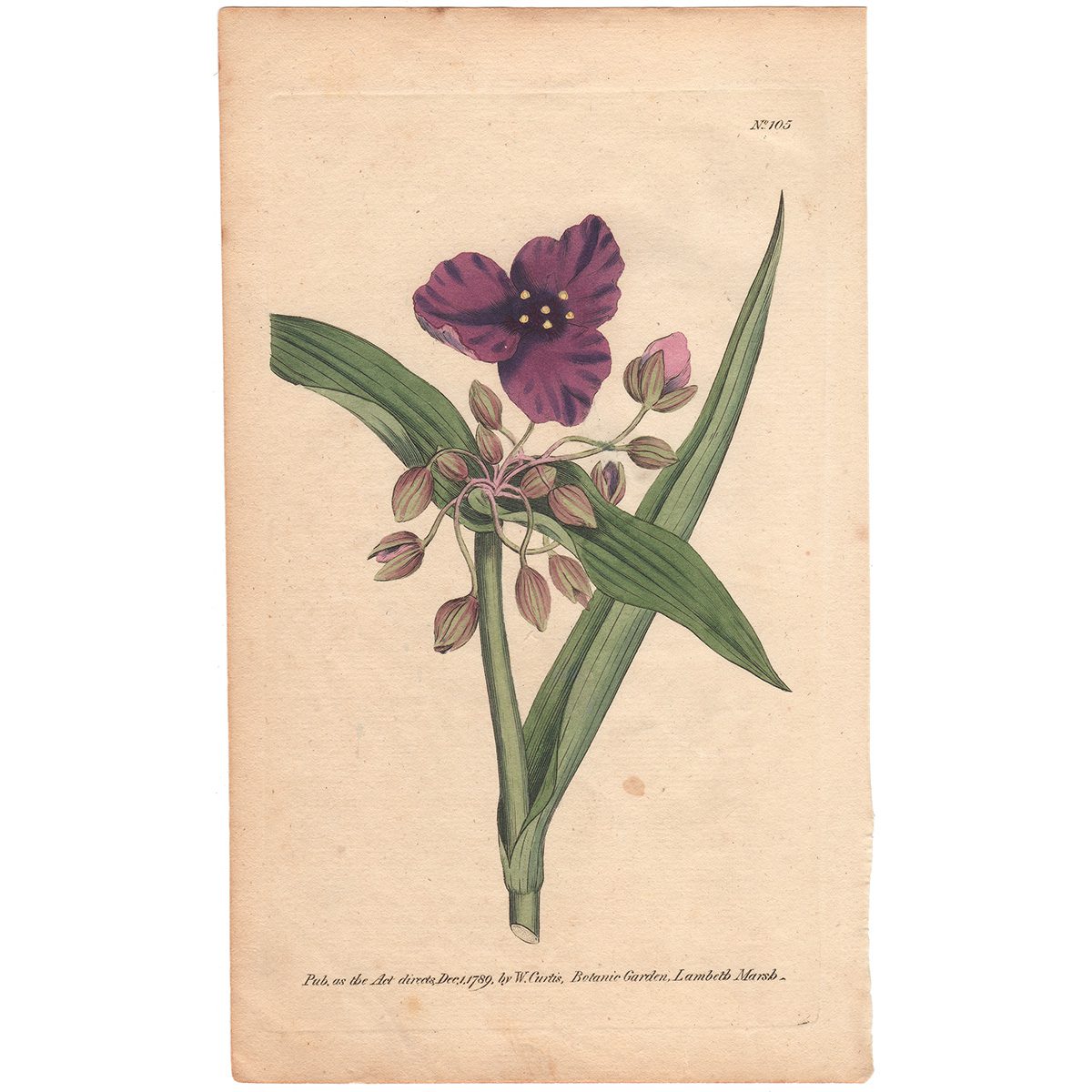 Curtis Plate 105 Virginian Tradescantia, or Spiderwort