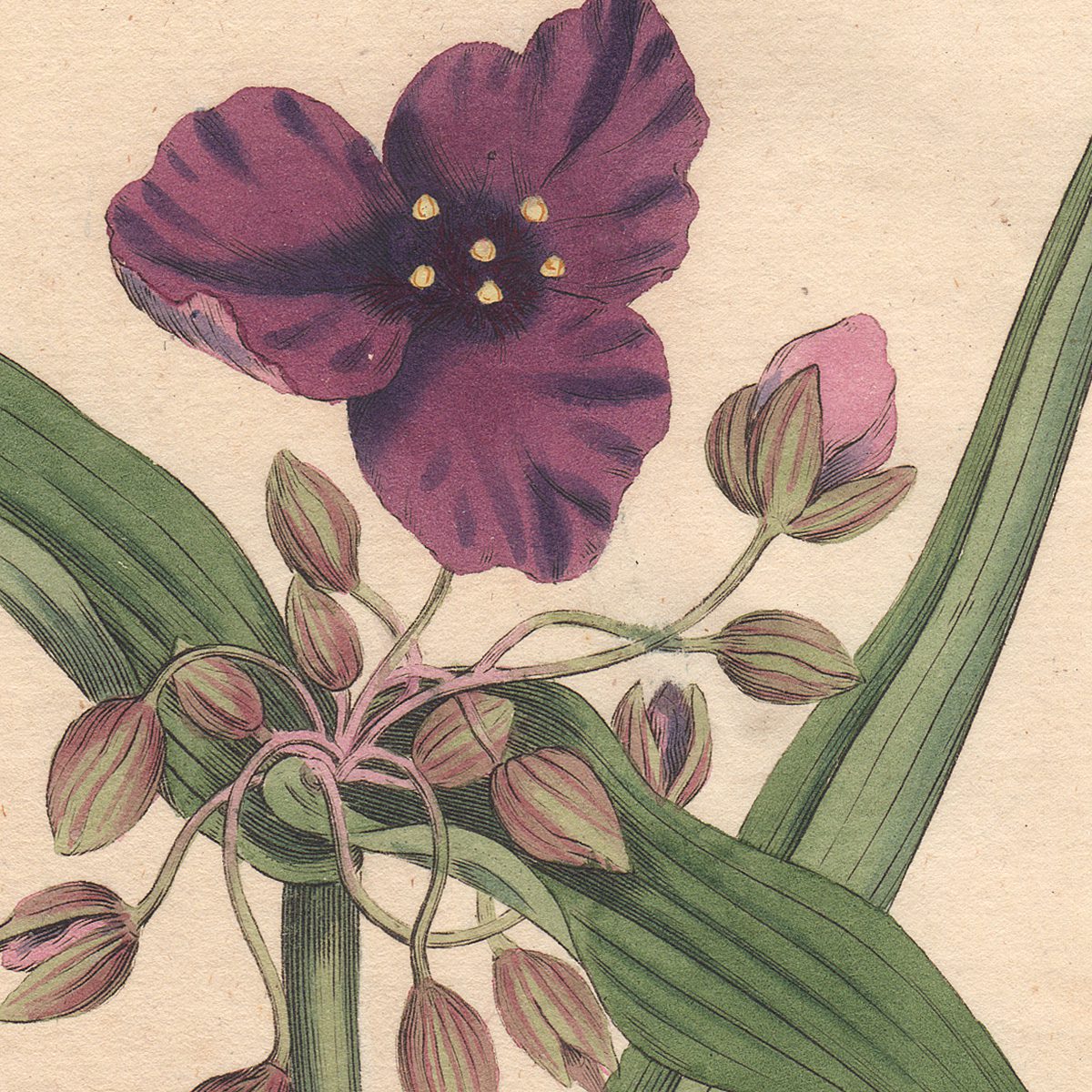 Original antique hand-colored engraving botanical print from Curtis’s Botanical Magazine; or Flower-Garden Displayed.