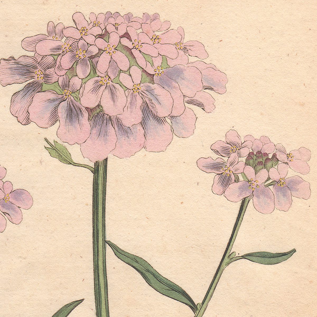 Original antique hand-colored engraving botanical print from Curtis’s Botanical Magazine; or Flower-Garden Displayed.