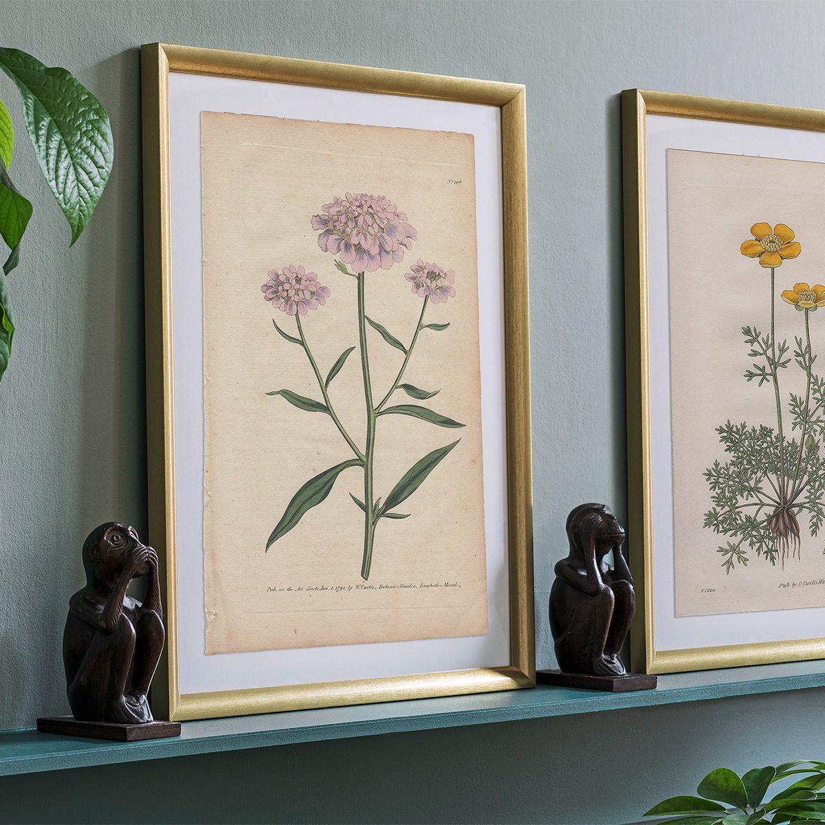 Original antique hand-colored engraving botanical print from Curtis’s Botanical Magazine; or Flower-Garden Displayed.