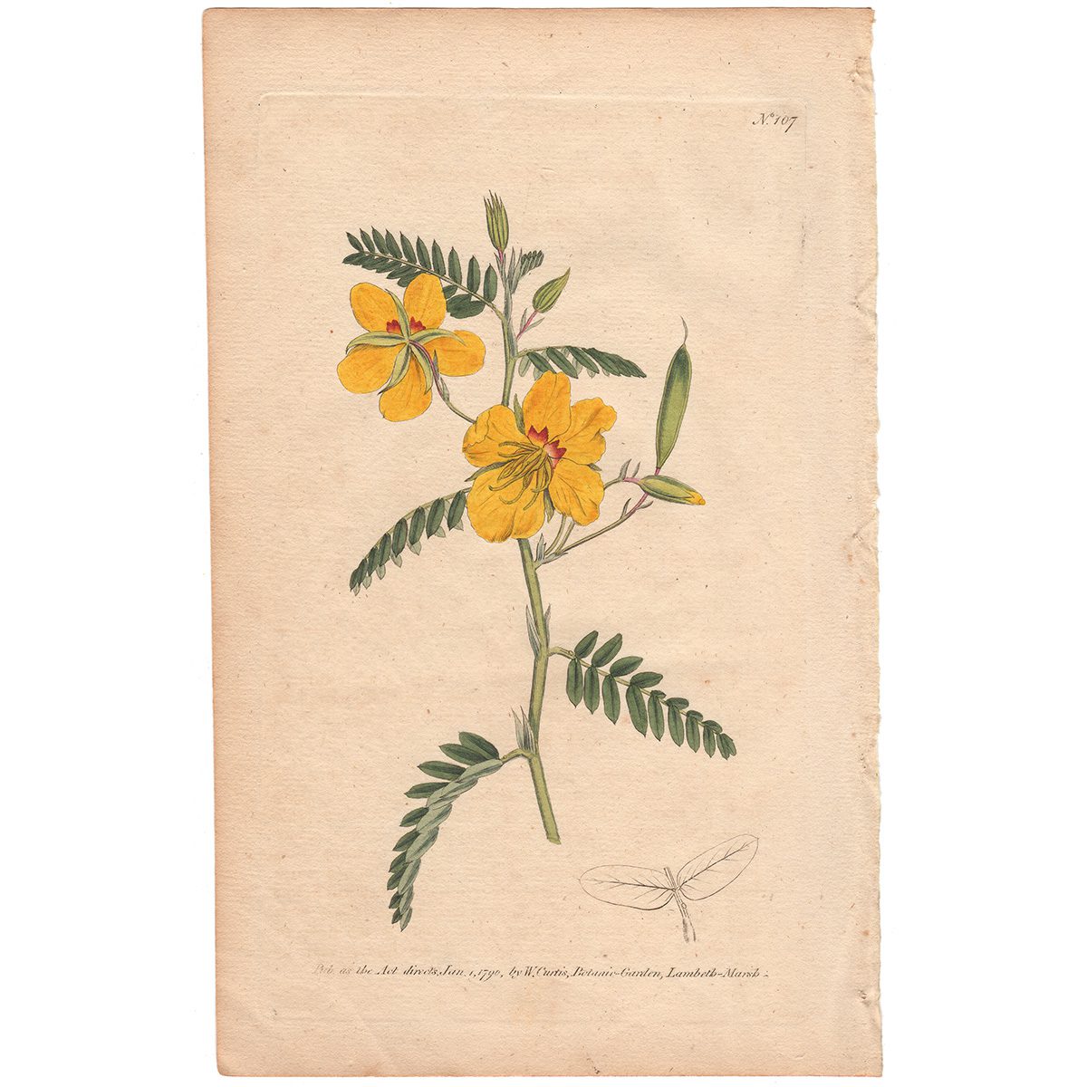 Curtis Plate 107 Dwarf Cassia