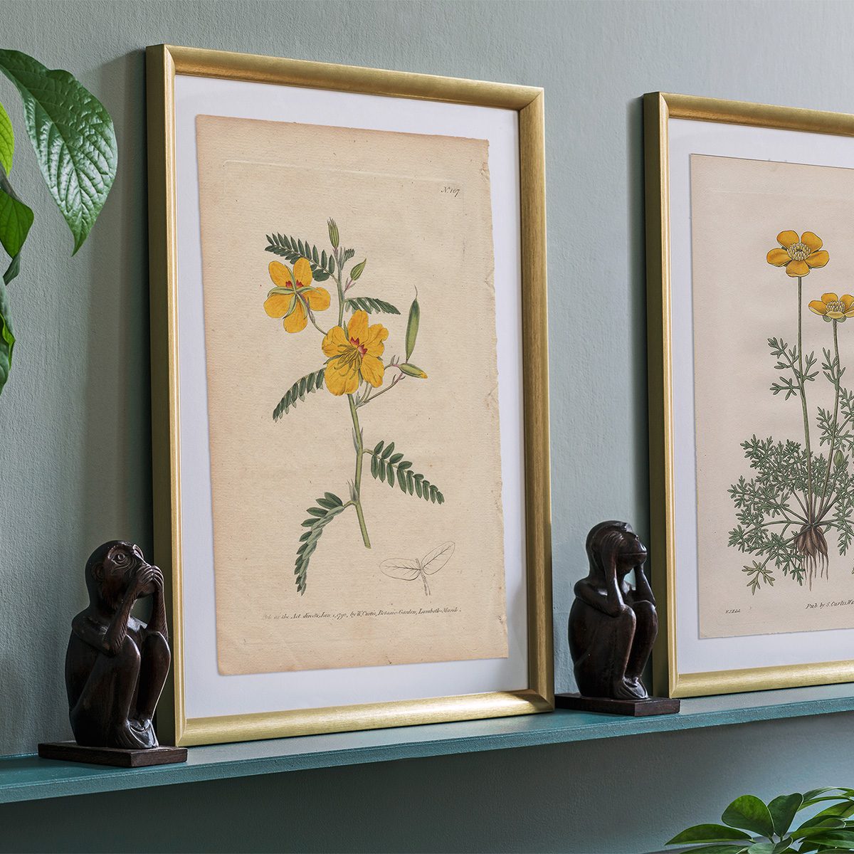 Original antique hand-colored engraving botanical print from Curtis’s Botanical Magazine; or Flower-Garden Displayed.