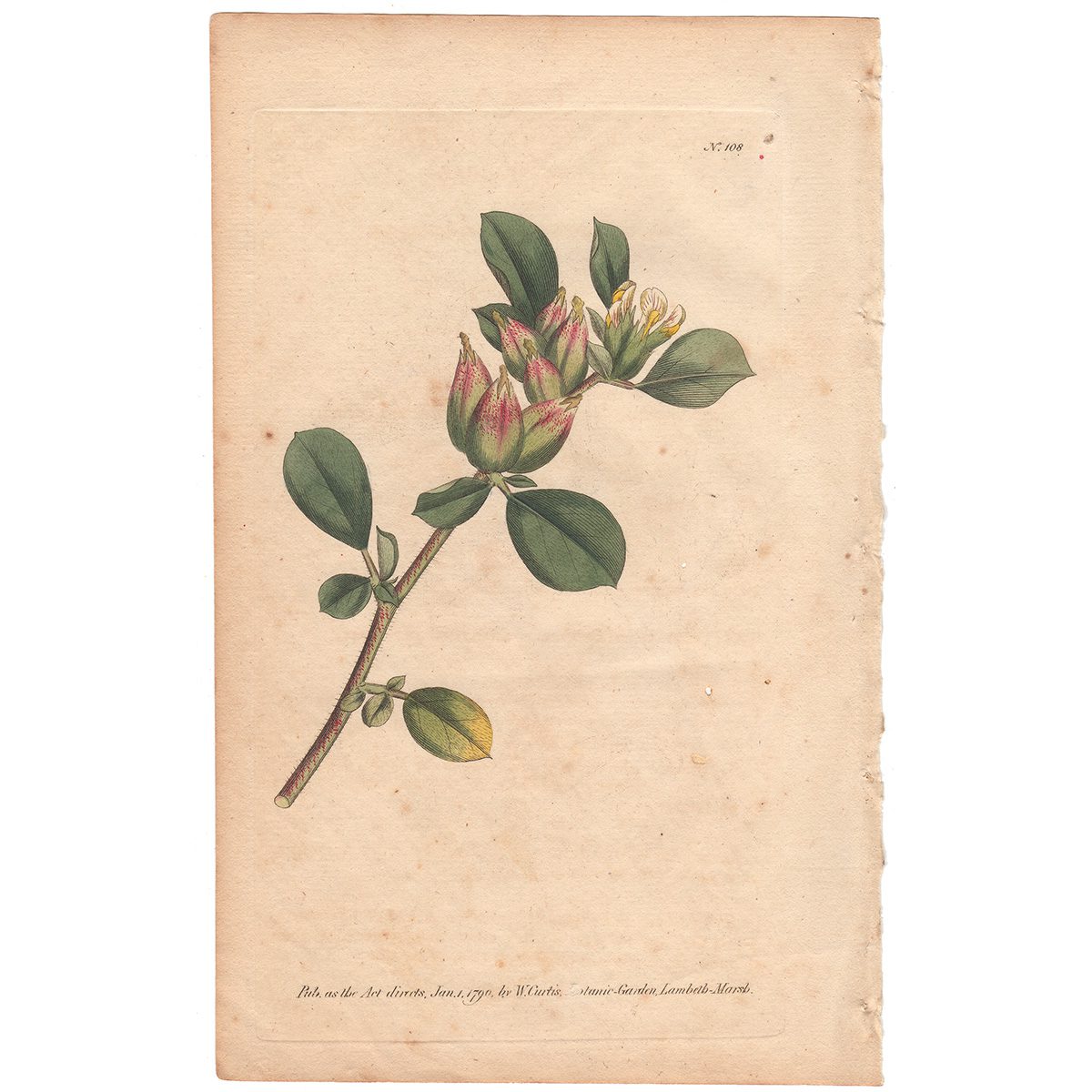 Curtis Plate 108 Four-Leaved Ladies-Finger