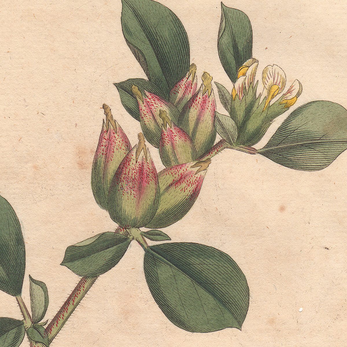 Original antique hand-colored engraving botanical print from Curtis’s Botanical Magazine; or Flower-Garden Displayed.