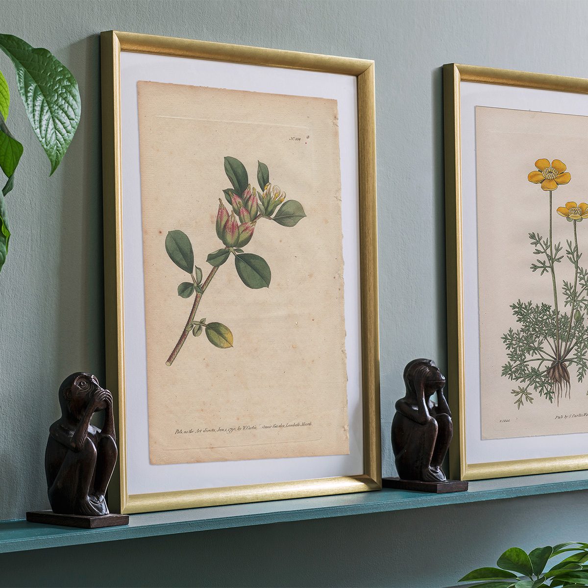 Original antique hand-colored engraving botanical print from Curtis’s Botanical Magazine; or Flower-Garden Displayed.