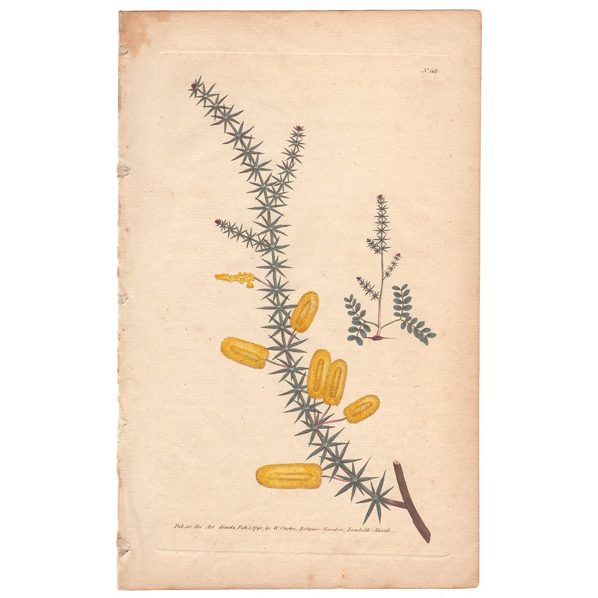 Curtis Plate 110 Whorled-Leaved Mimosa