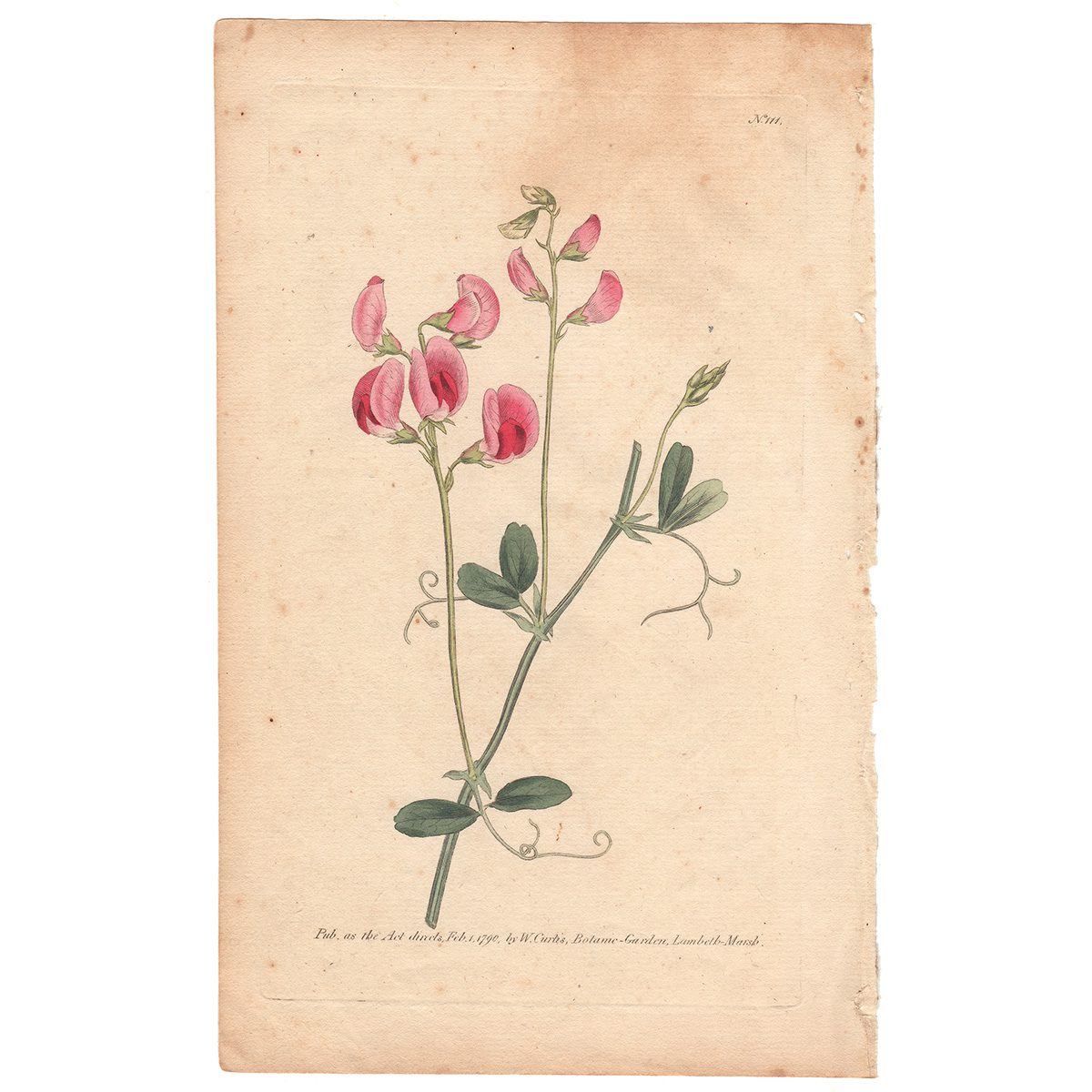 Curtis Plate 111 Tuberous Lathyrus, or Pease Earth-Nut