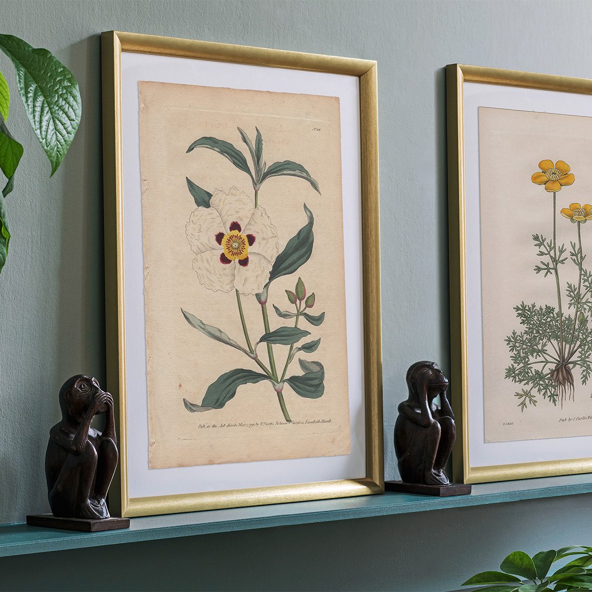 Original antique hand-colored engraving botanical print from Curtis’s Botanical Magazine; or Flower-Garden Displayed.