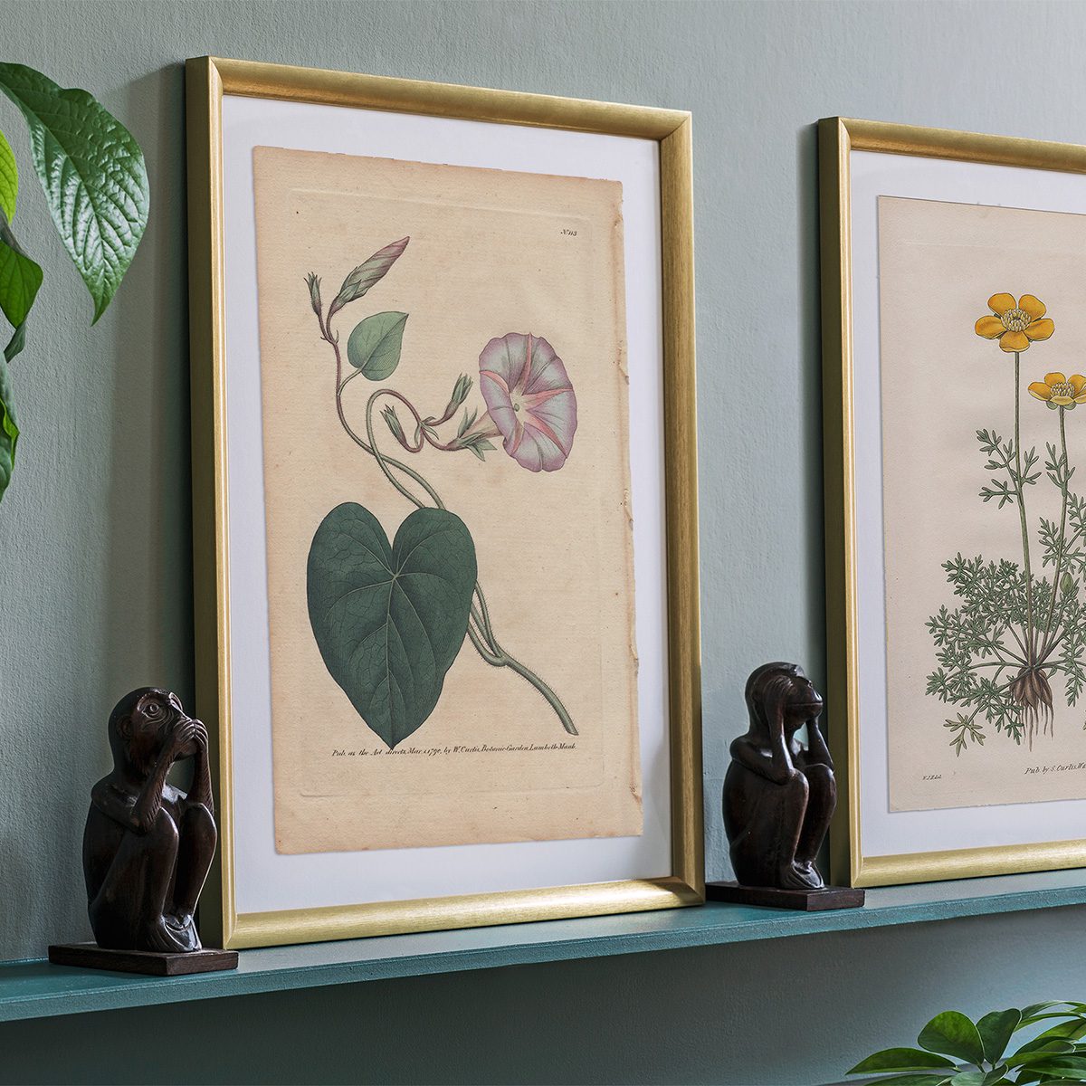 Original antique hand-colored engraving botanical print from Curtis’s Botanical Magazine; or Flower-Garden Displayed.