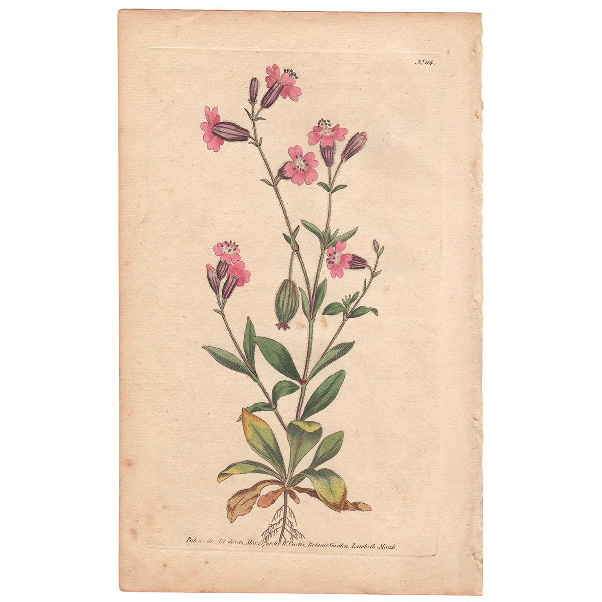 Curtis Plate 114 Pendulous Catchfly