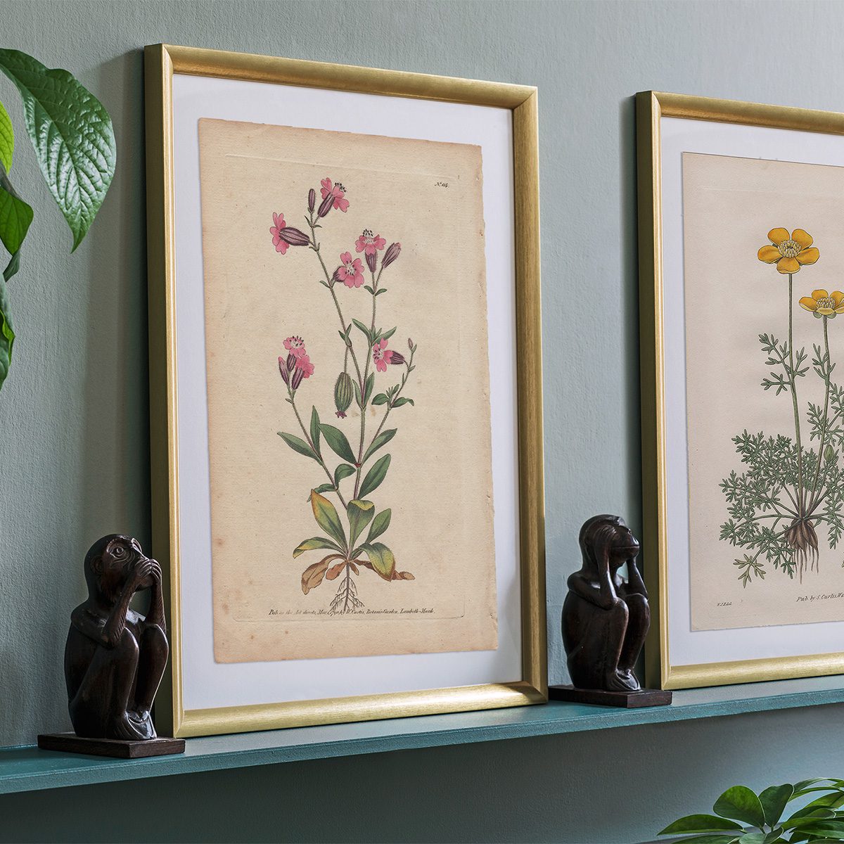 Original antique hand-colored engraving botanical print from Curtis’s Botanical Magazine; or Flower-Garden Displayed.
