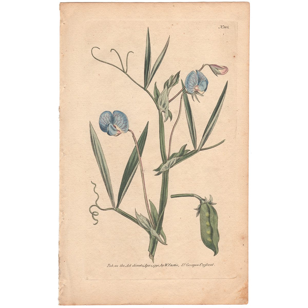 Curtis Plate 115 Blue-Flowered Lathyrus, or Chichling-Vetch