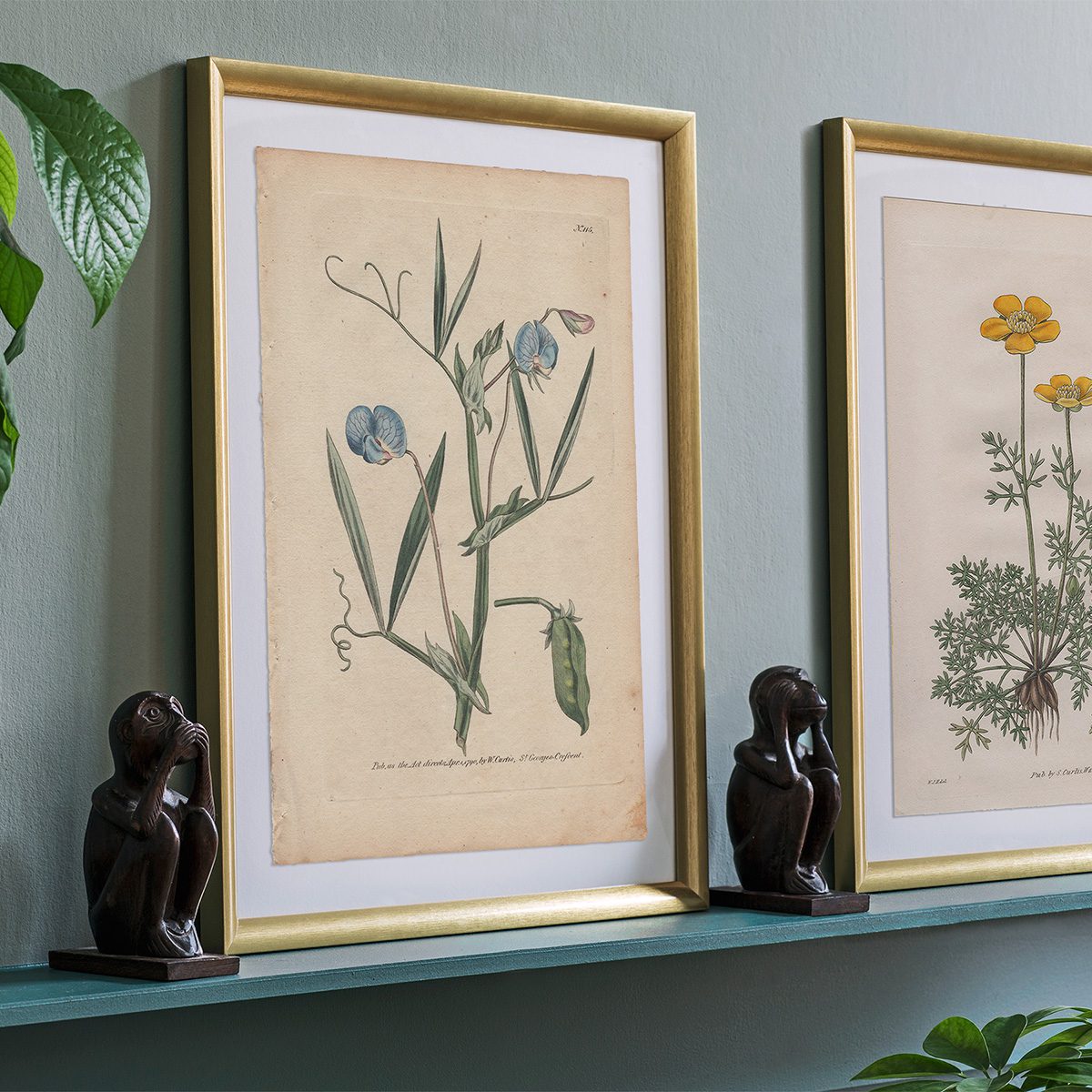 Original antique hand-colored engraving botanical print from Curtis’s Botanical Magazine; or Flower-Garden Displayed.