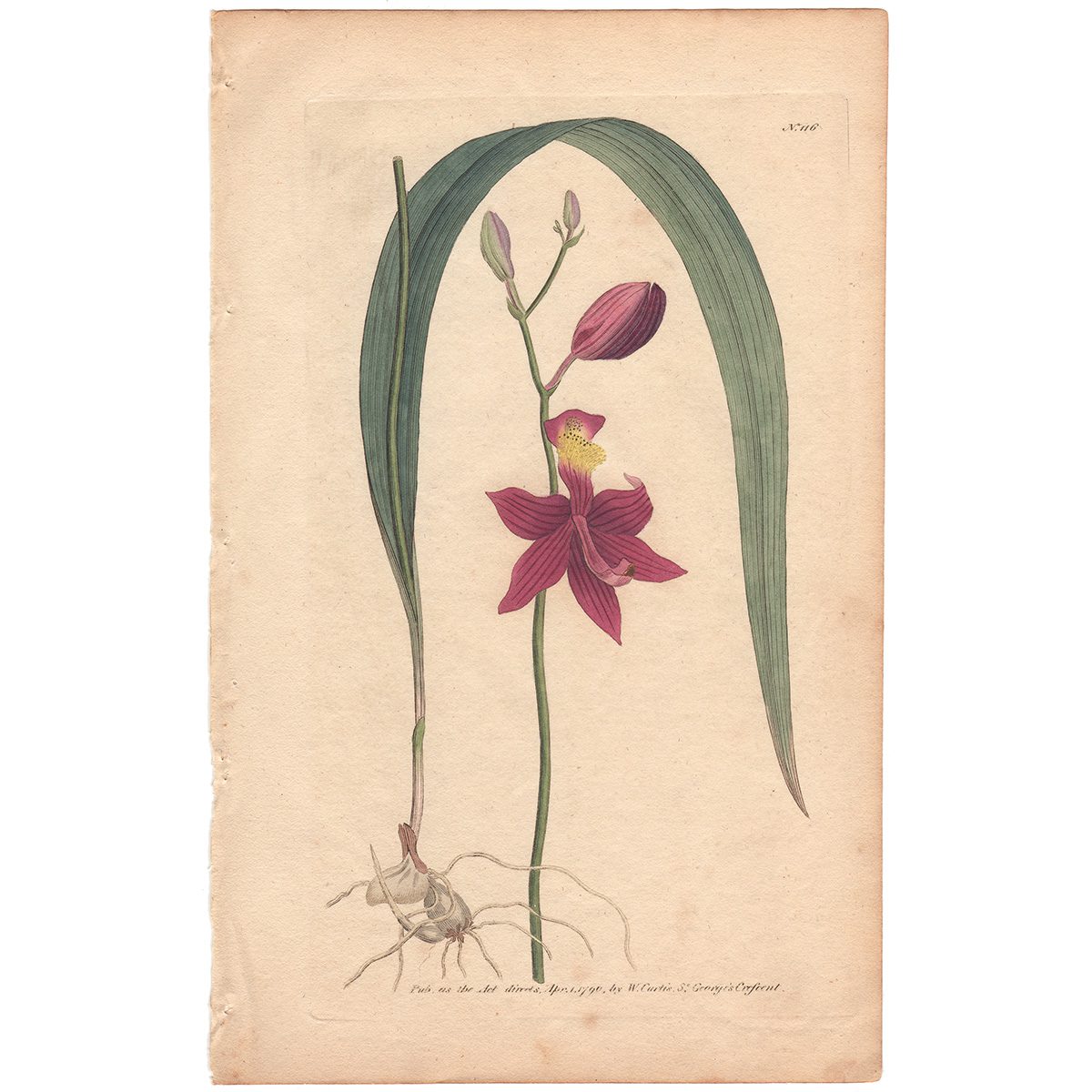 Curtis Plate 116 Tuberous-Rooted Limodorum