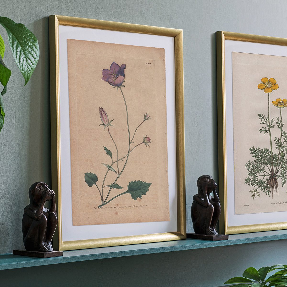 Original antique hand-colored engraving botanical print from Curtis’s Botanical Magazine; or Flower-Garden Displayed.