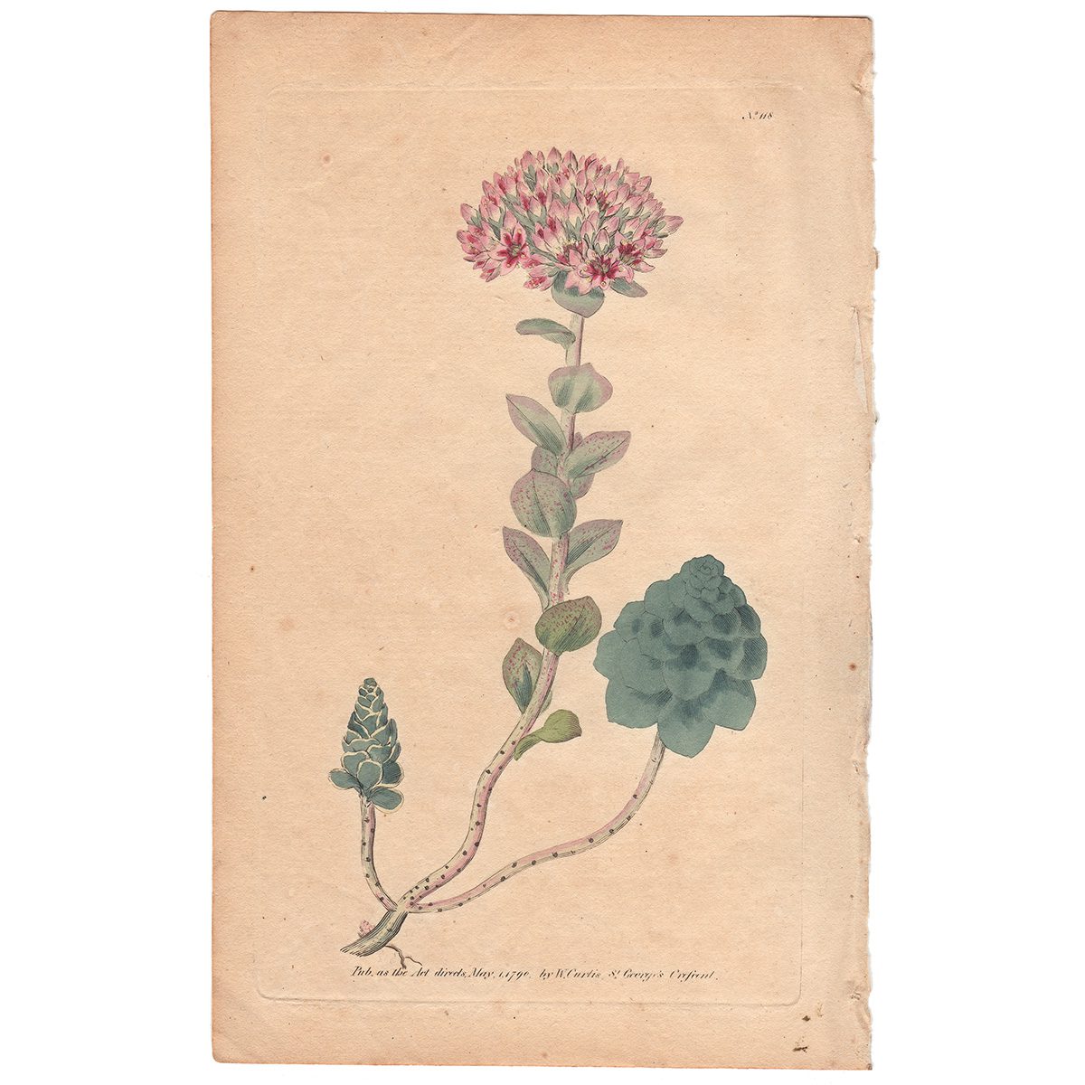 Curtis Plate 118 Evergreen Orpine