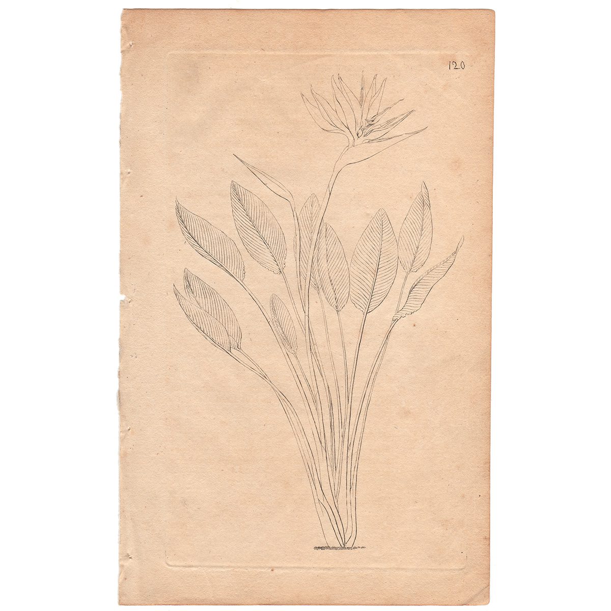 Curtis Plate 120 Bird of Paradise