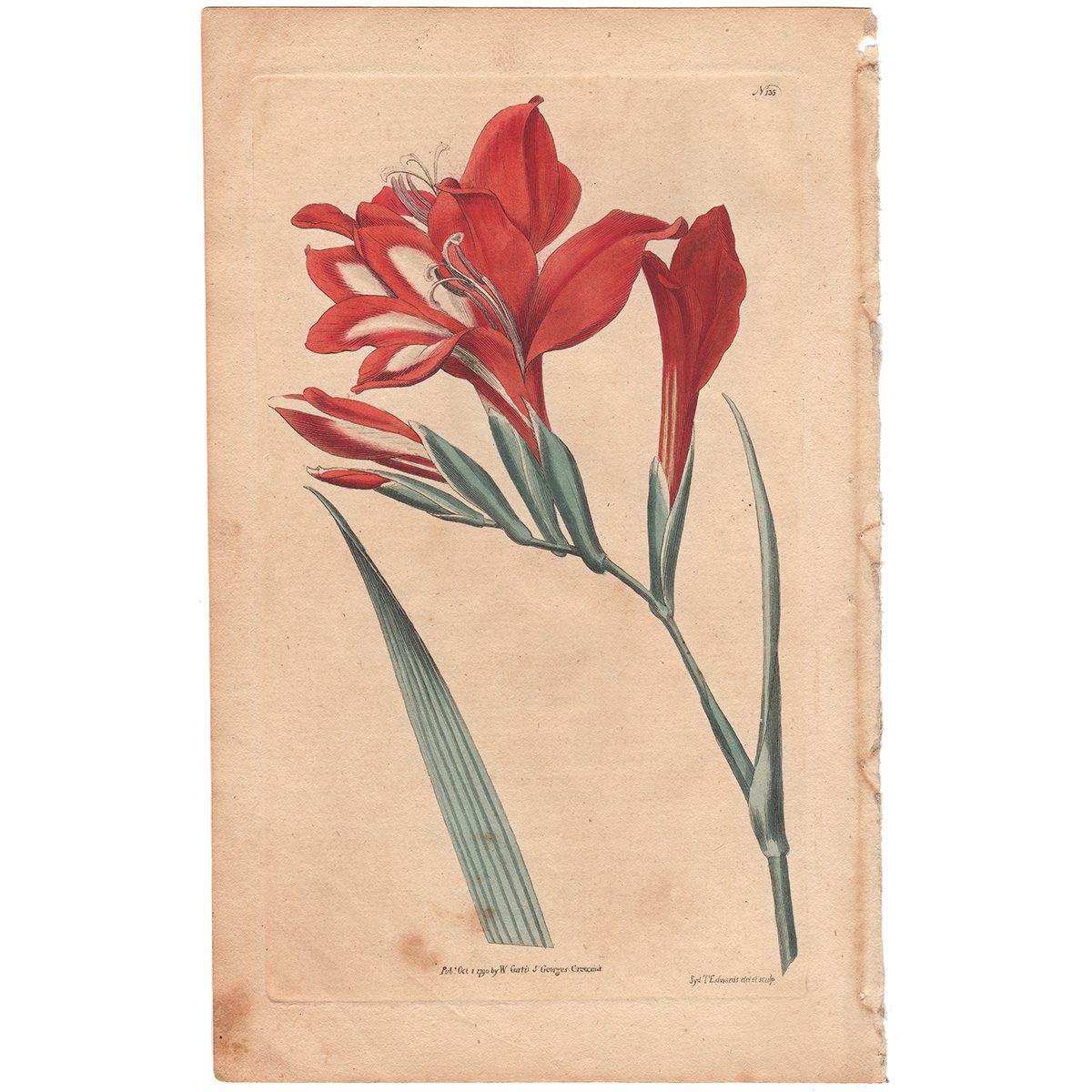 Curtis Plate 135 Superb Gladiolus, or Corn-Flag