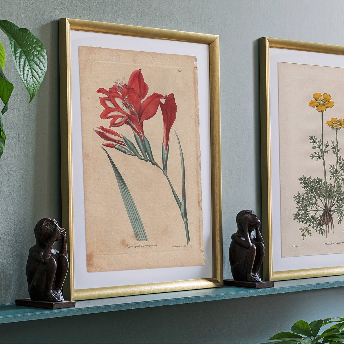 Original antique hand-colored engraving botanical print from Curtis’s Botanical Magazine; or Flower-Garden Displayed.