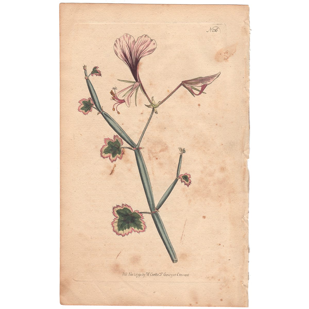 Curtis Plate 136 Square Stalked Geranium