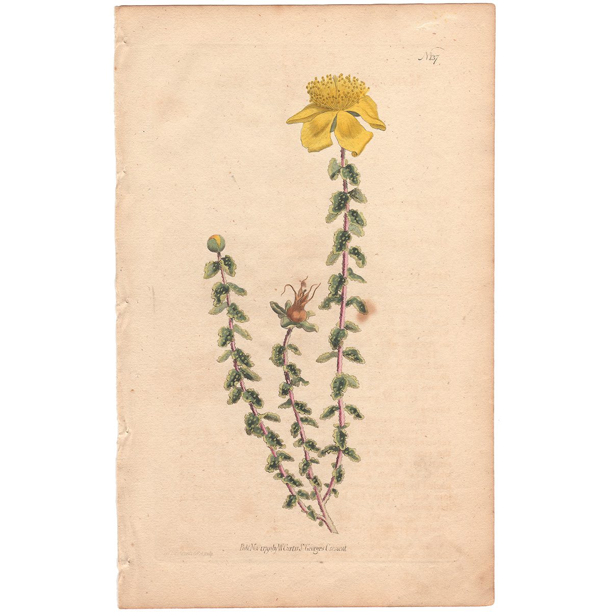 Curtis Plate 137 Warty St. John's-Wort