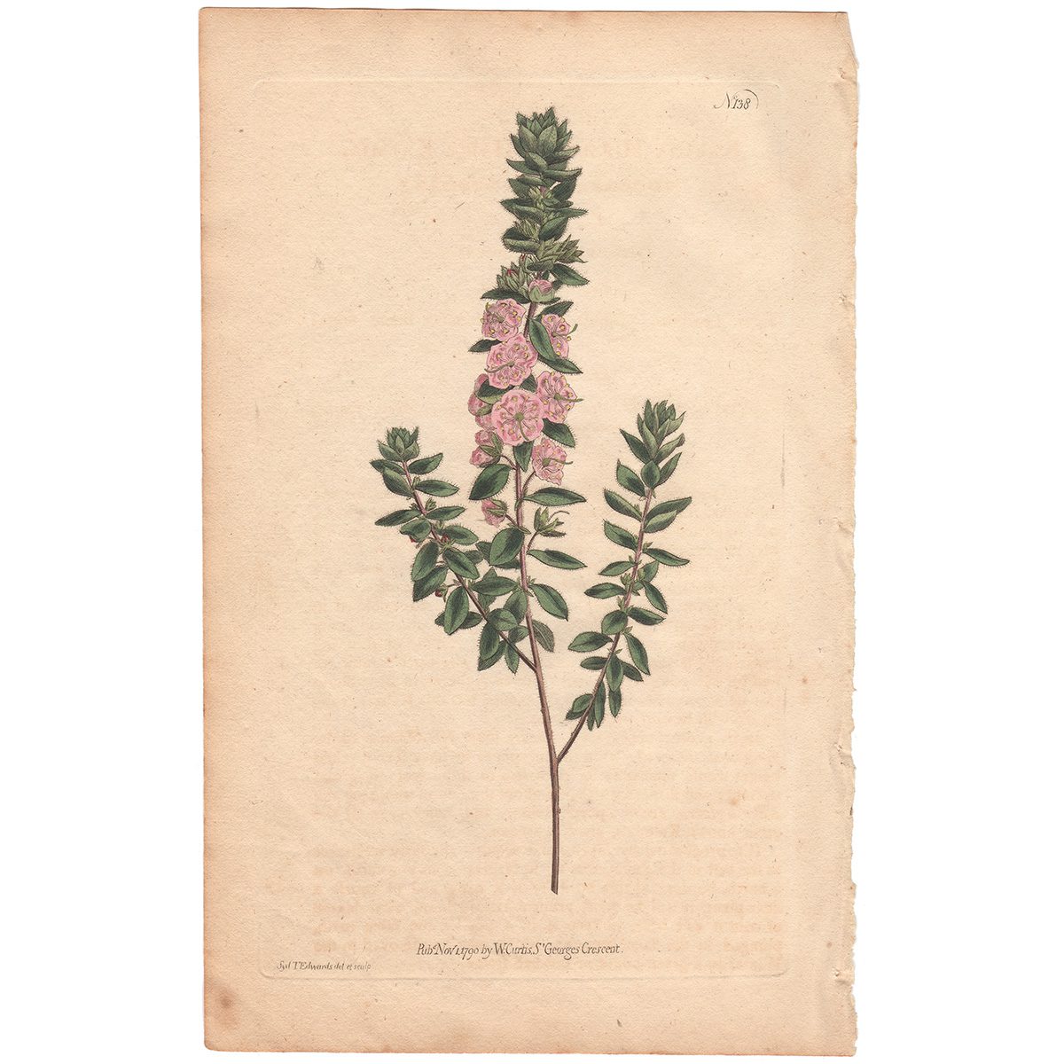 Curtis Plate 138 Hairy Kalmia