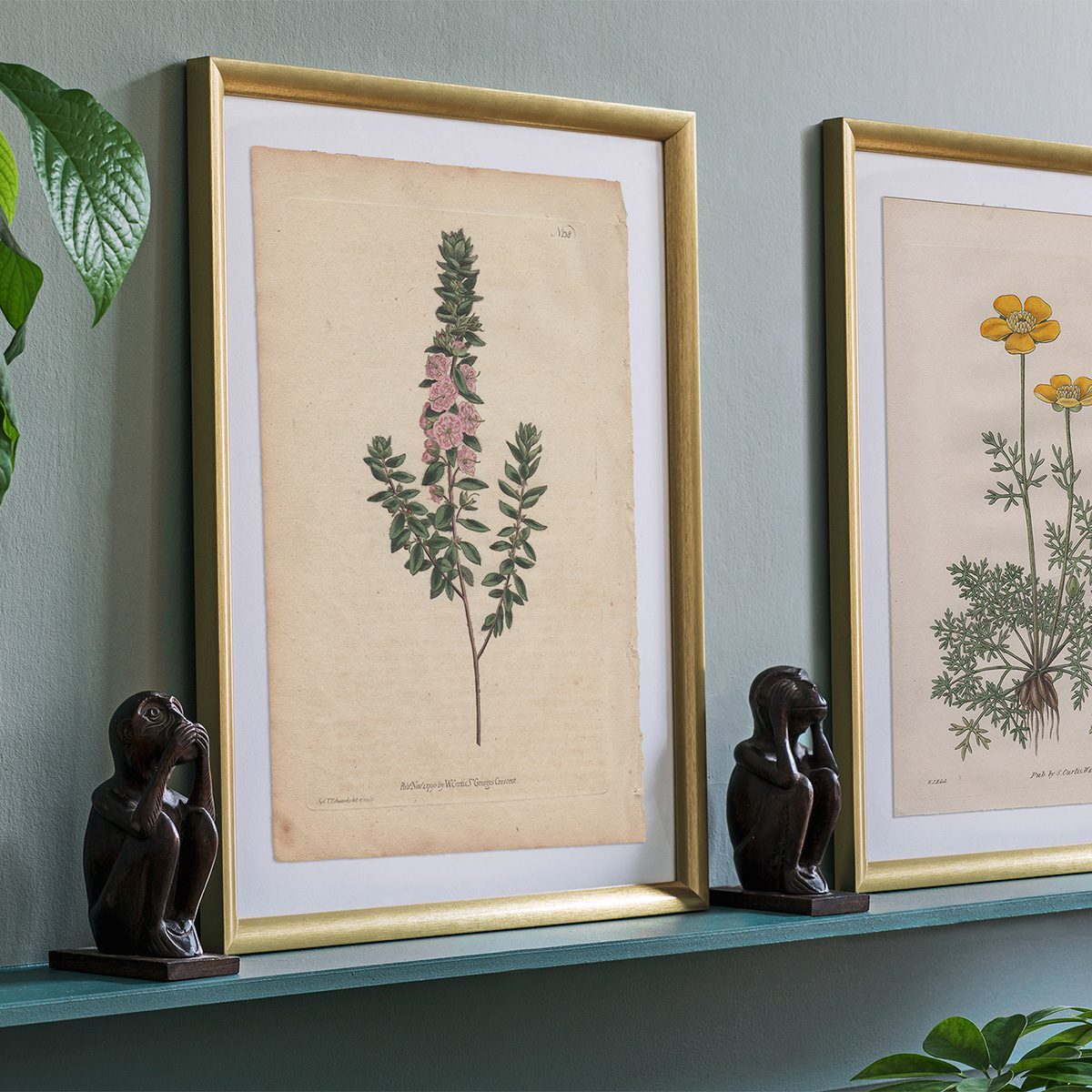 Original antique hand-colored engraving botanical print from Curtis’s Botanical Magazine; or Flower-Garden Displayed.