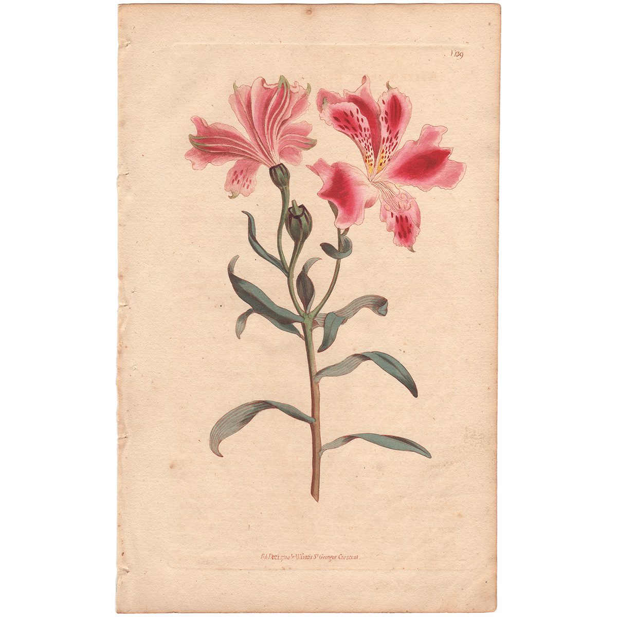 Curtis Plate 139 Spotted-flowered Alstroemeria