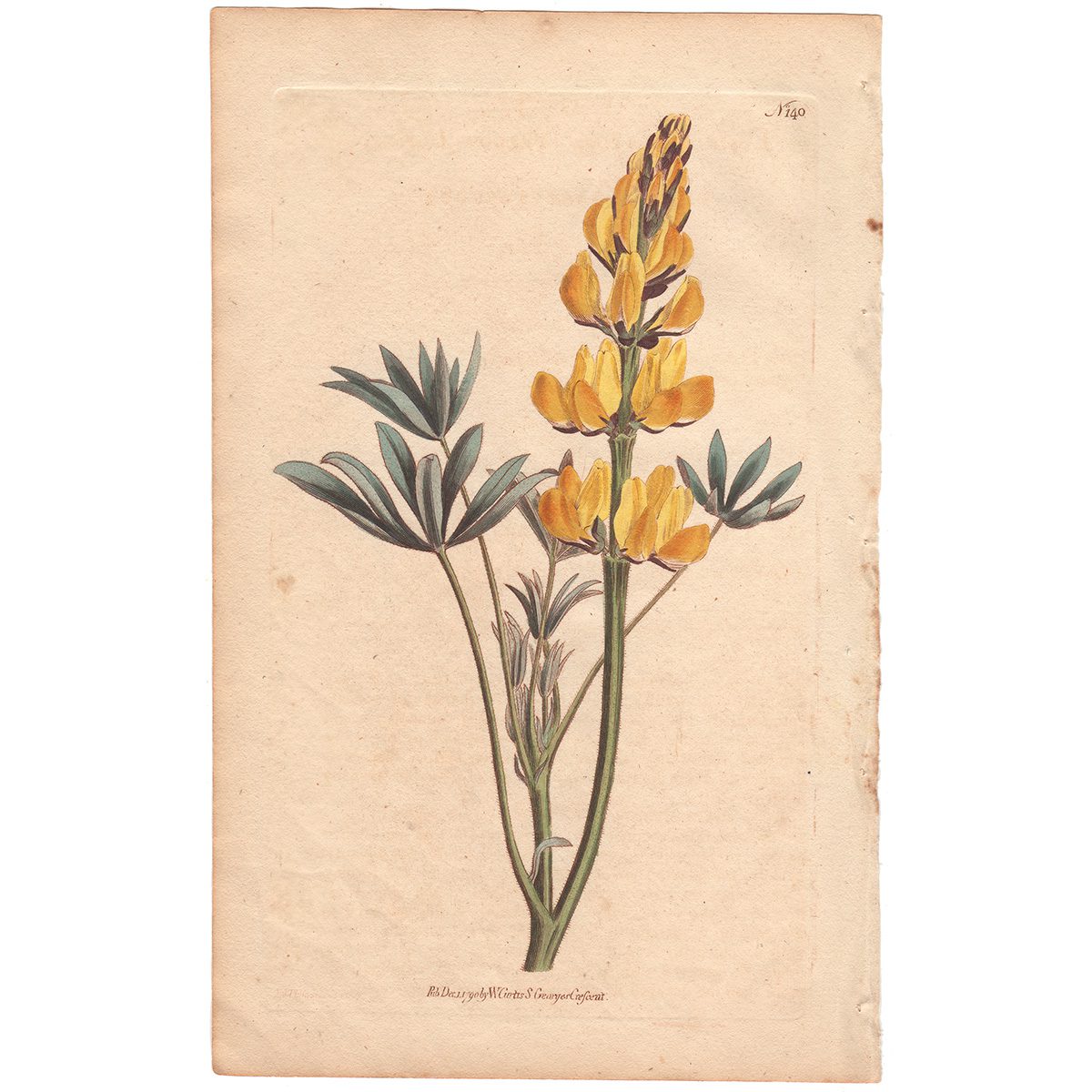 Curtis Plate 140 Yellow Lupine