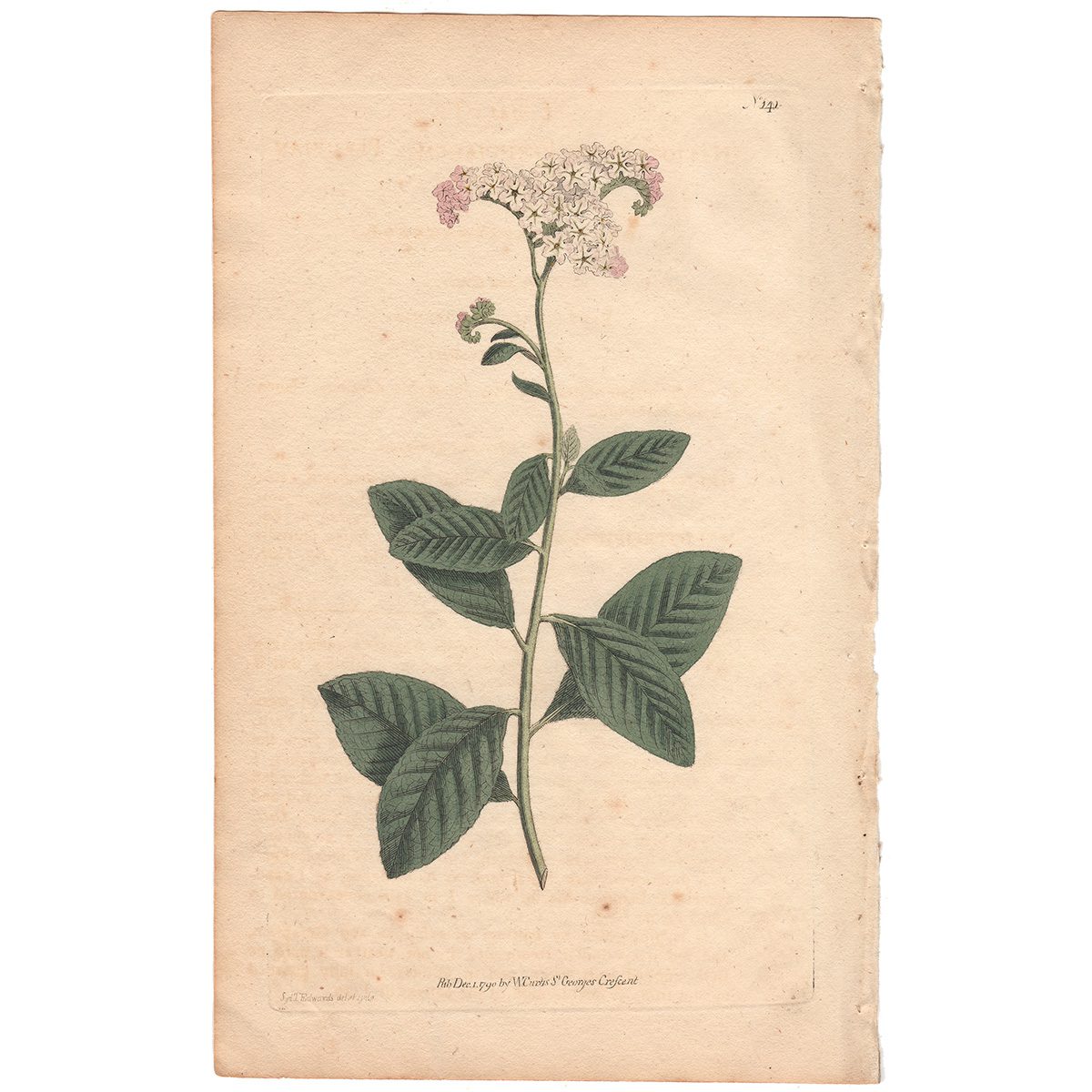 Curtis Plate 141 Peruvian Turnsole