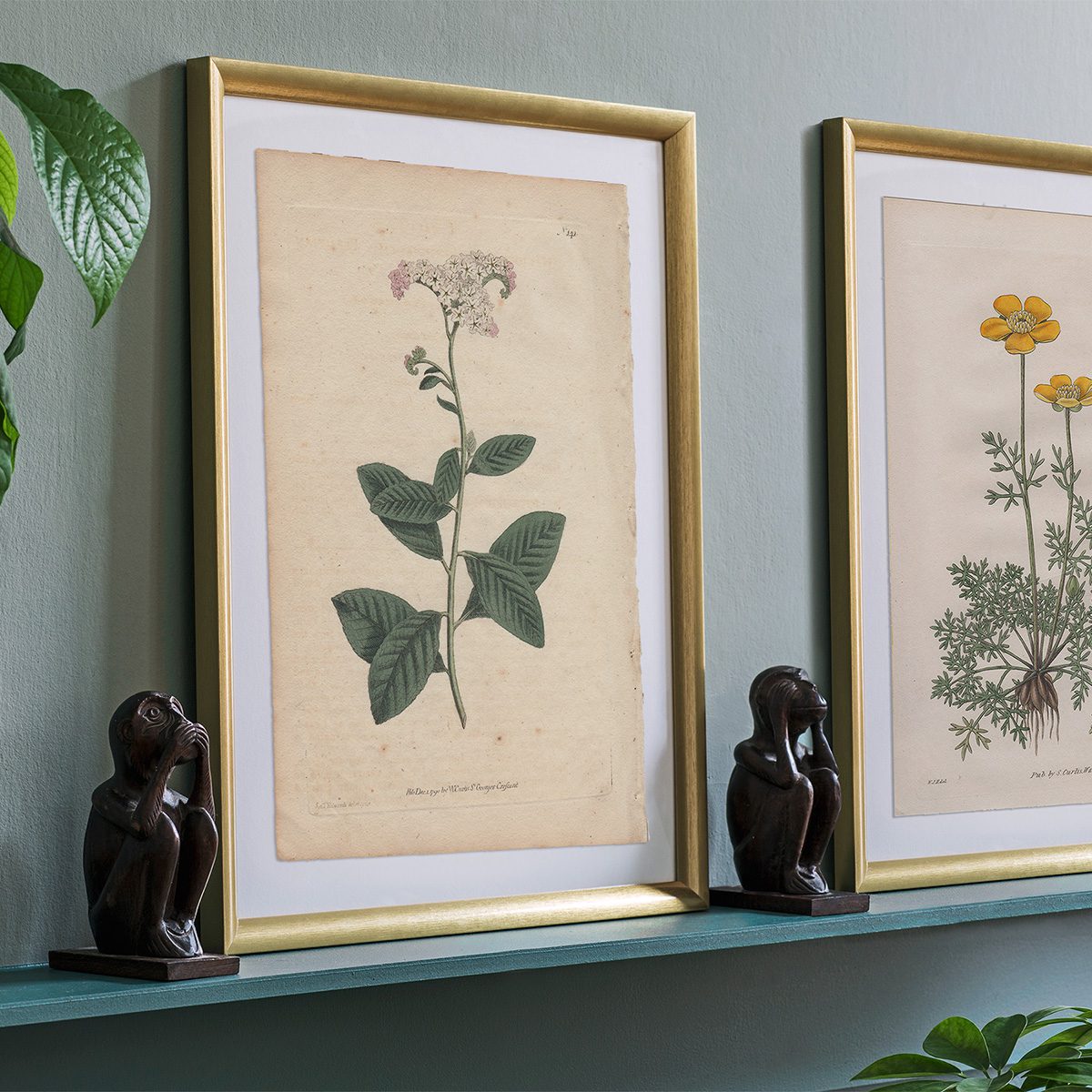 Original antique hand-colored engraving botanical print from Curtis’s Botanical Magazine; or Flower-Garden Displayed.