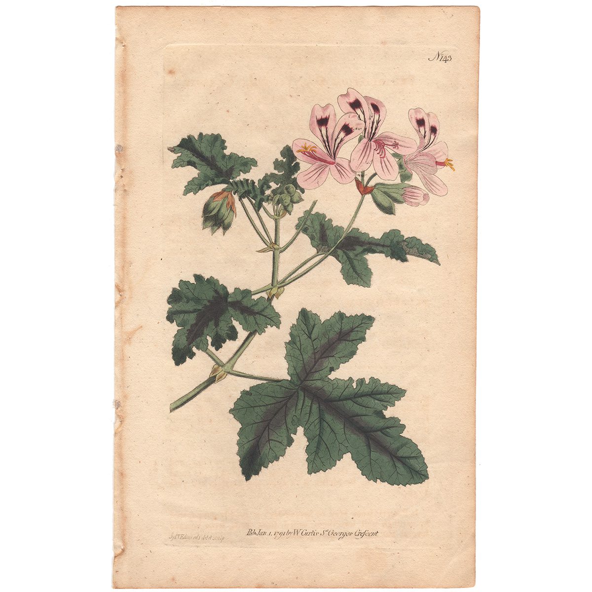Curtis Plate 143 Clammy Crane's Bill