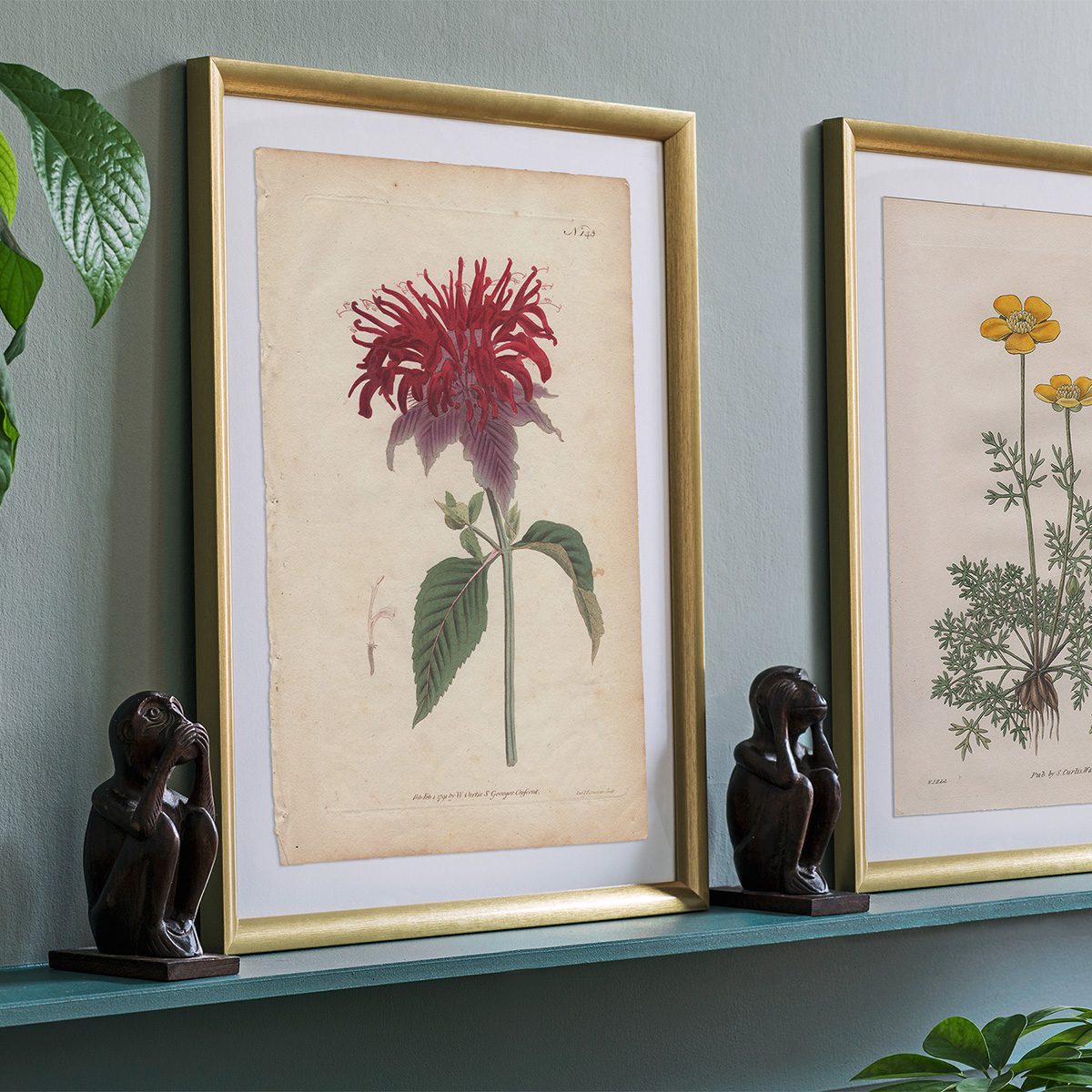 Original antique hand-colored engraving botanical print from Curtis’s Botanical Magazine; or Flower-Garden Displayed.