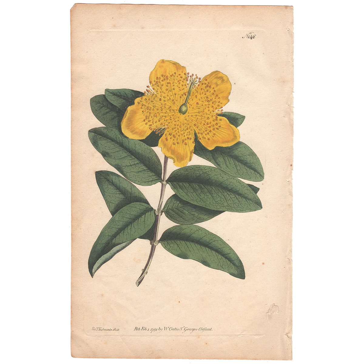 Curtis Plate 146 Large-flowered St. John's-Wort
