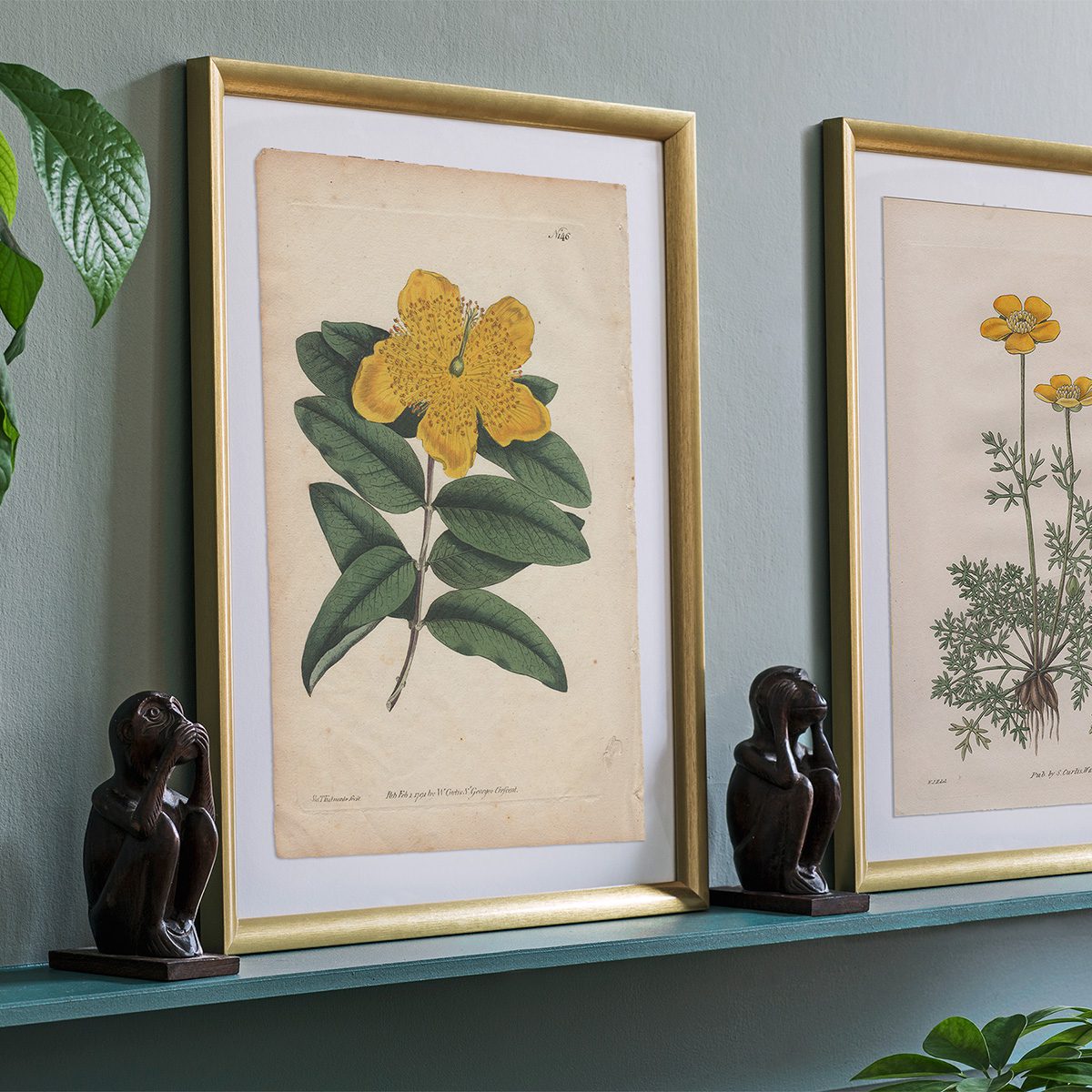 Original antique hand-colored engraving botanical print from Curtis’s Botanical Magazine; or Flower-Garden Displayed.