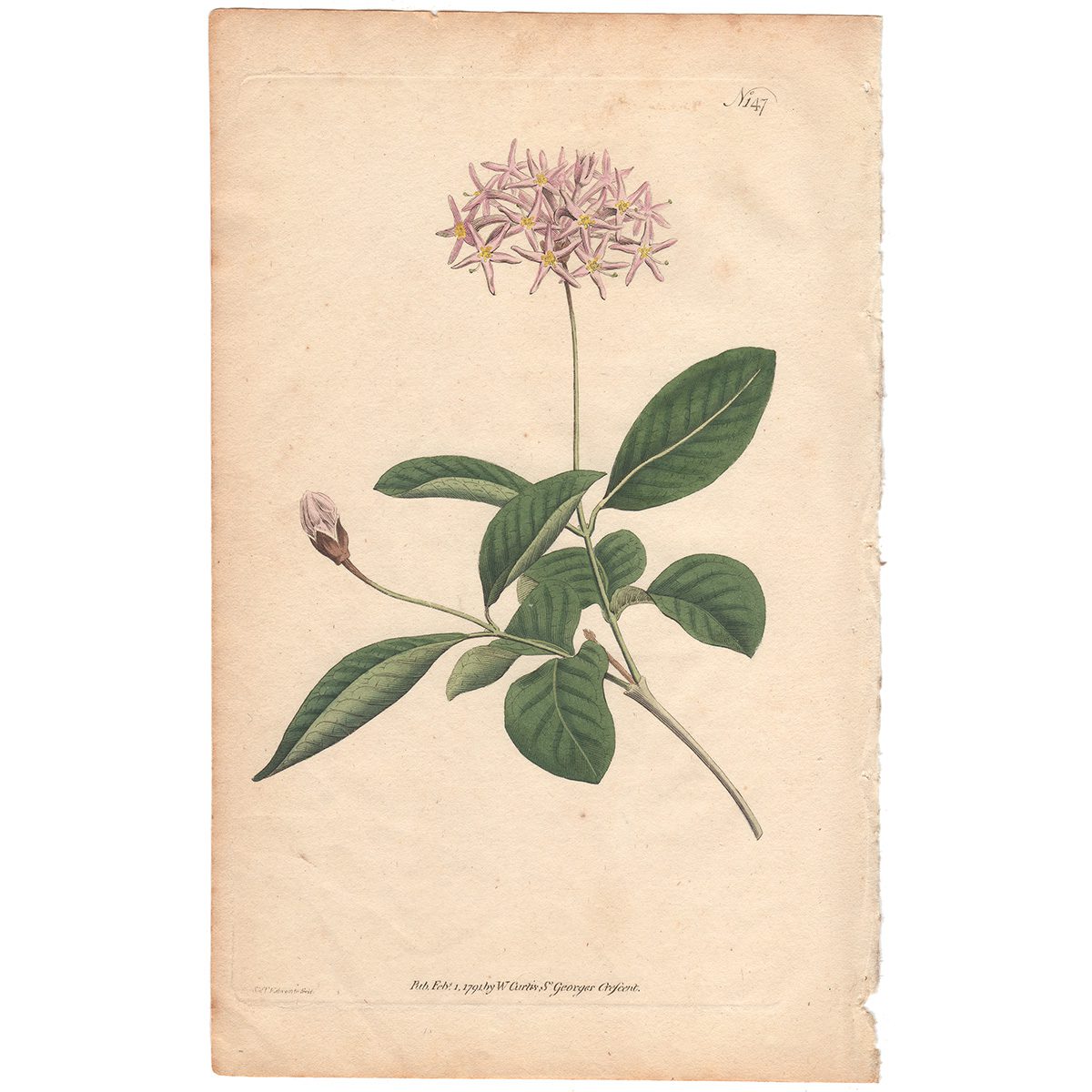Curtis Plate 147 Continuous-Leaved Daisy