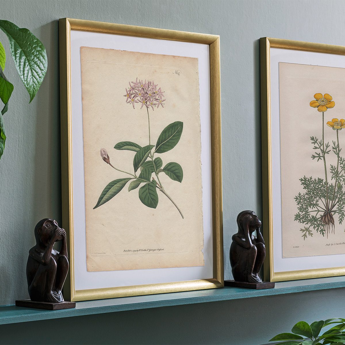 Original antique hand-colored engraving botanical print from Curtis’s Botanical Magazine; or Flower-Garden Displayed.