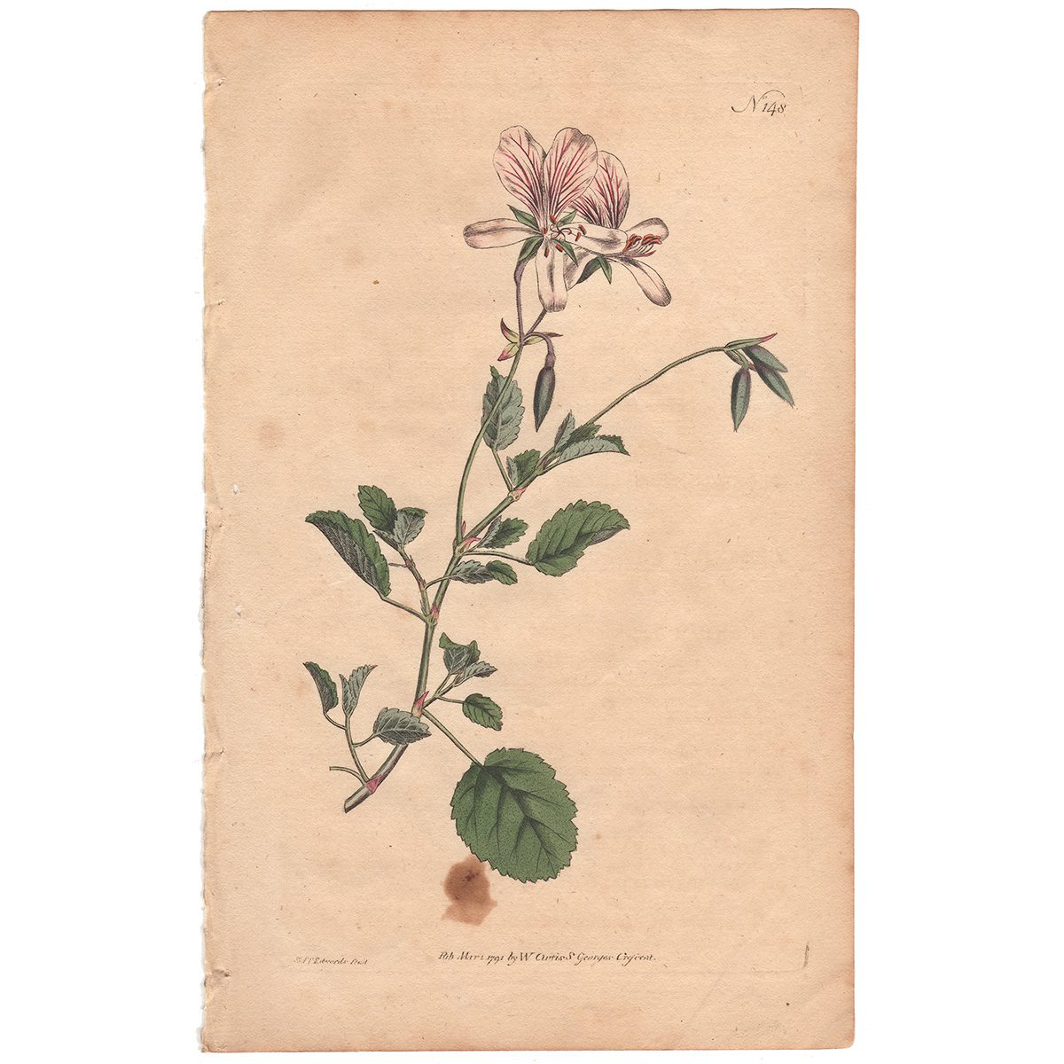 Curtis Plate 148 Birch-leaved Crane's-Bill