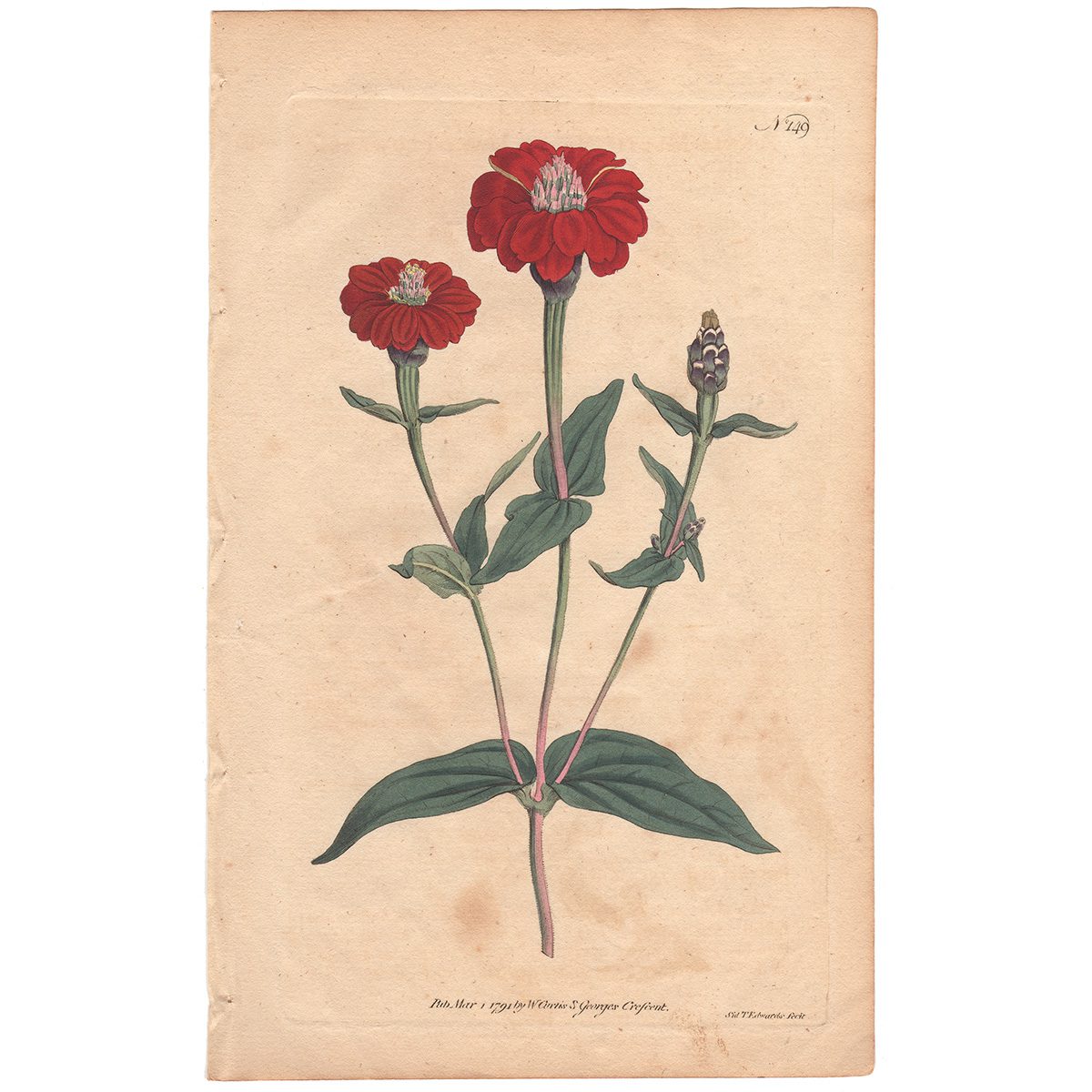 Curtis Plate 149 Many-Flowered Zinnia