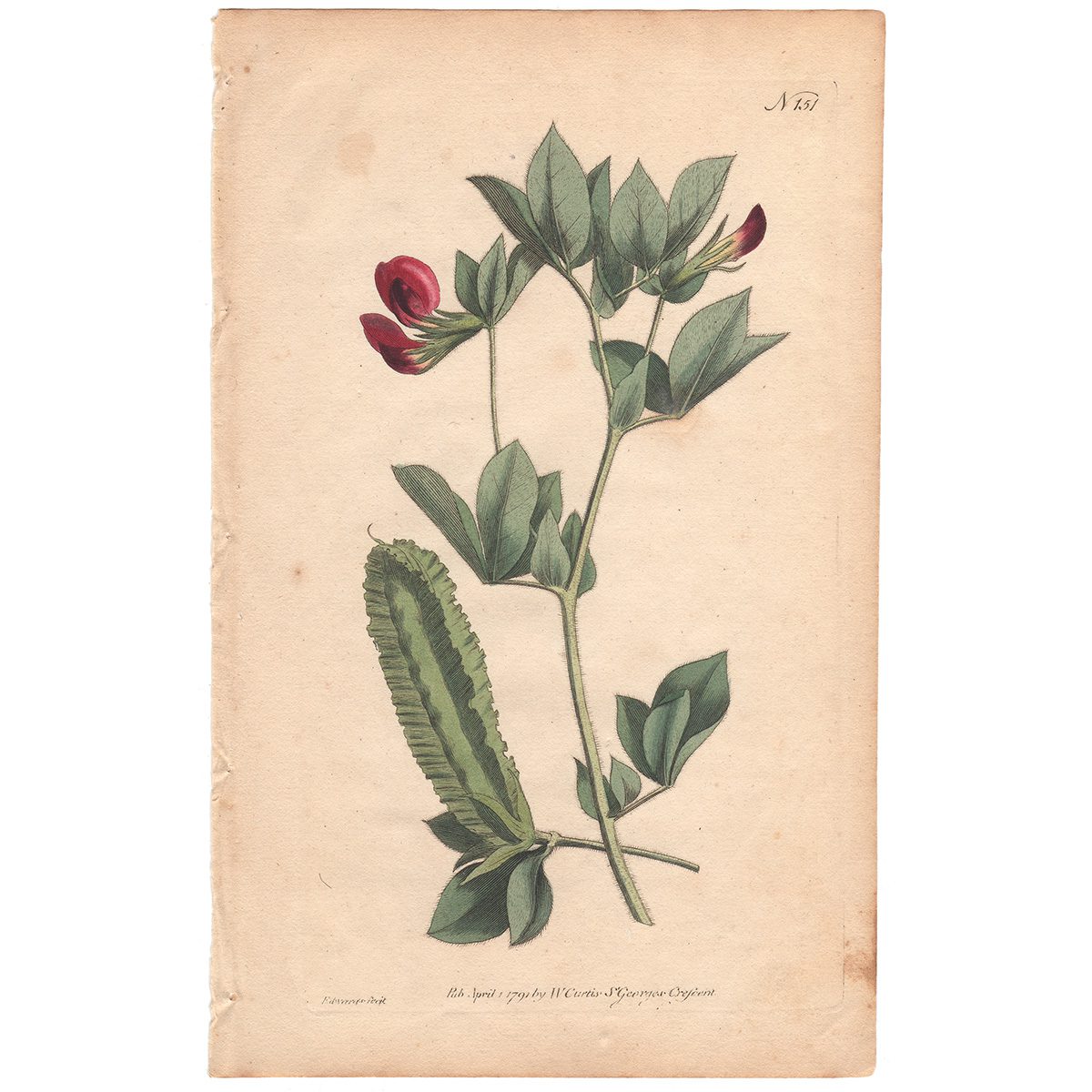 Curtis Plate 151 Winged Lotus