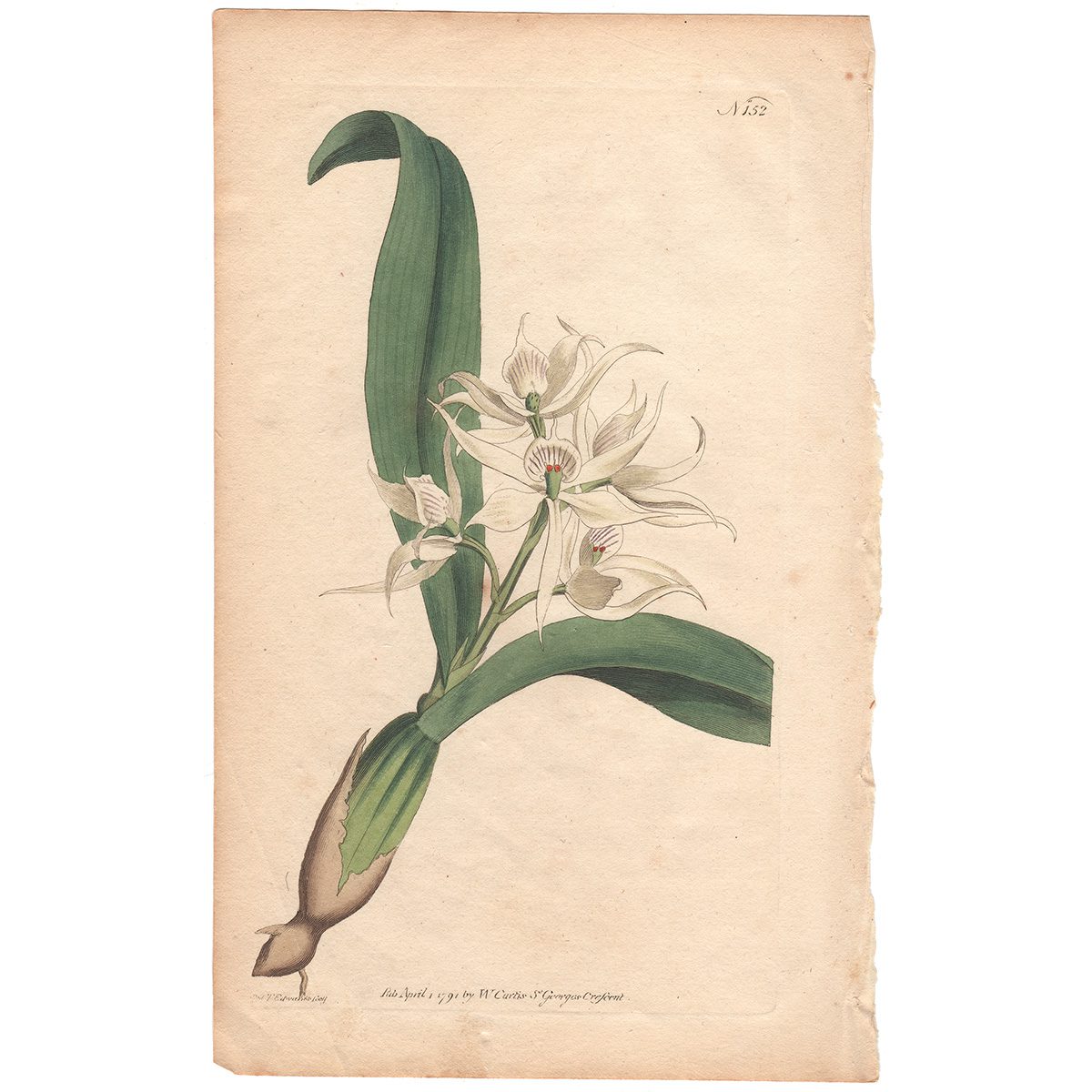 Curtis Plate 152 Two-Leaved Epidendrum