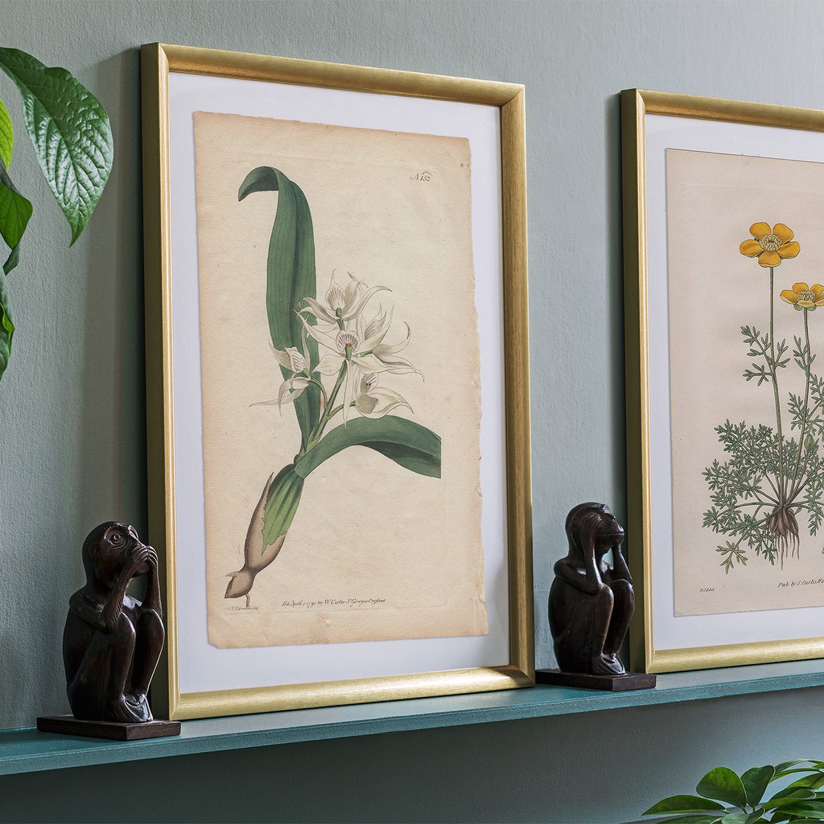 Original antique hand-colored engraving botanical print from Curtis’s Botanical Magazine; or Flower-Garden Displayed.