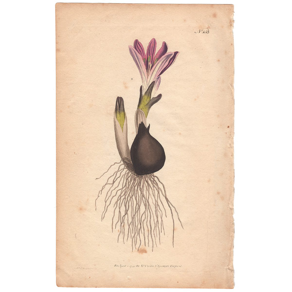 Curtis Plate 153 Vernal Bulbocodium