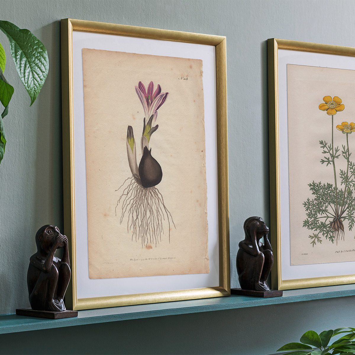 Original antique hand-colored engraving botanical print from Curtis’s Botanical Magazine; or Flower-Garden Displayed.