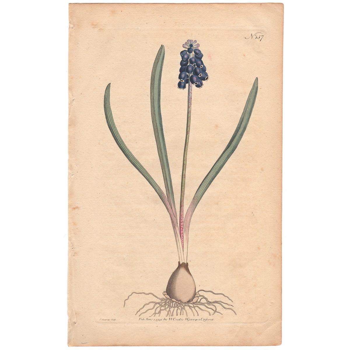 Curtis Plate 157 Grape Hyacinth