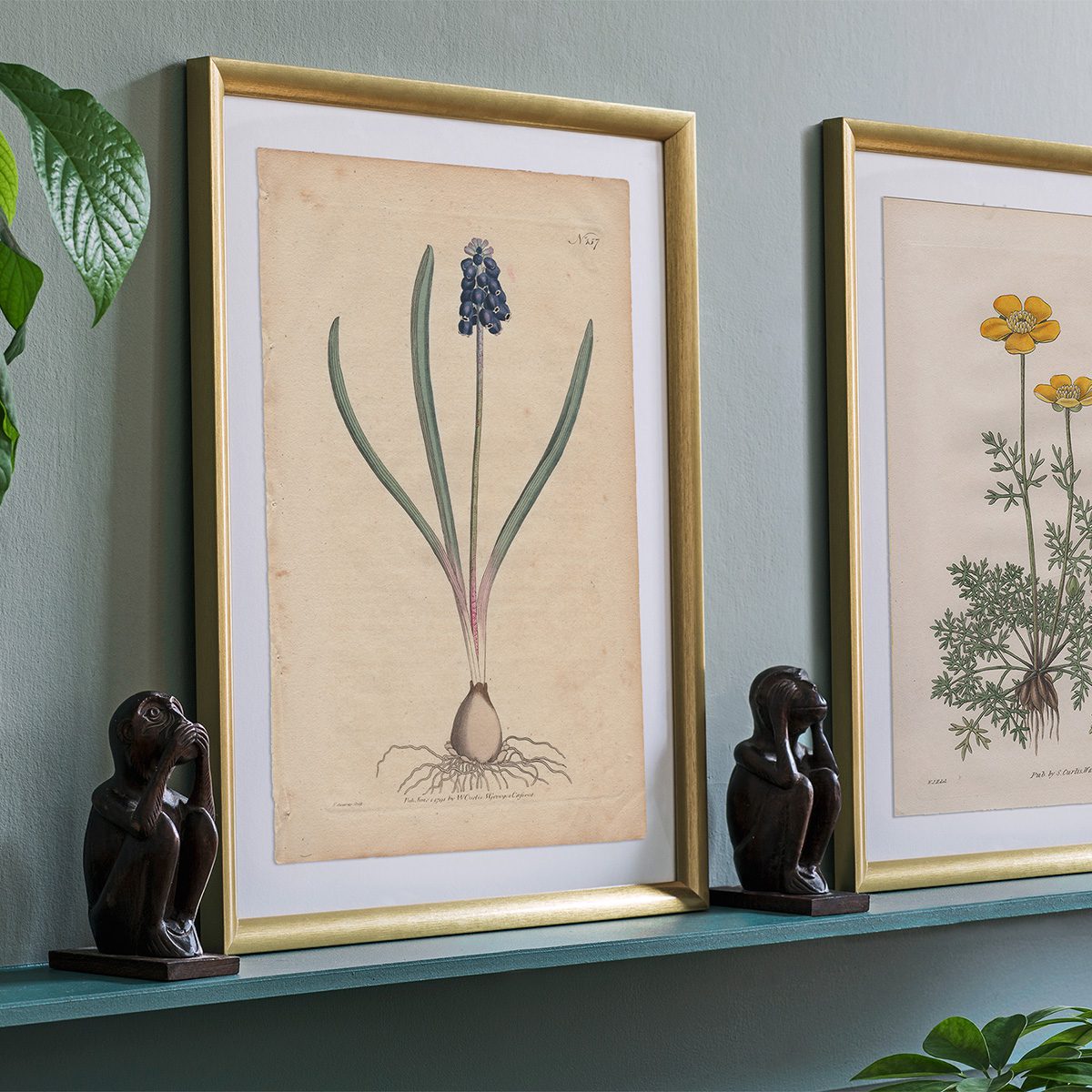 Original antique hand-colored engraving botanical print from Curtis’s Botanical Magazine; or Flower-Garden Displayed.