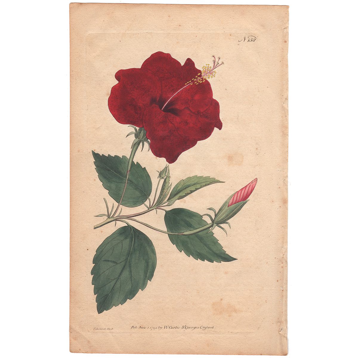 Curtis Plate 158 China-Rose Hibiscus
