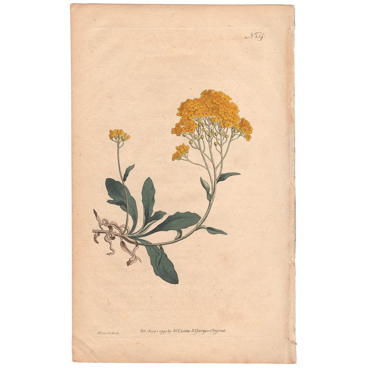 Curtis Plate 159 Yellow Alyssum