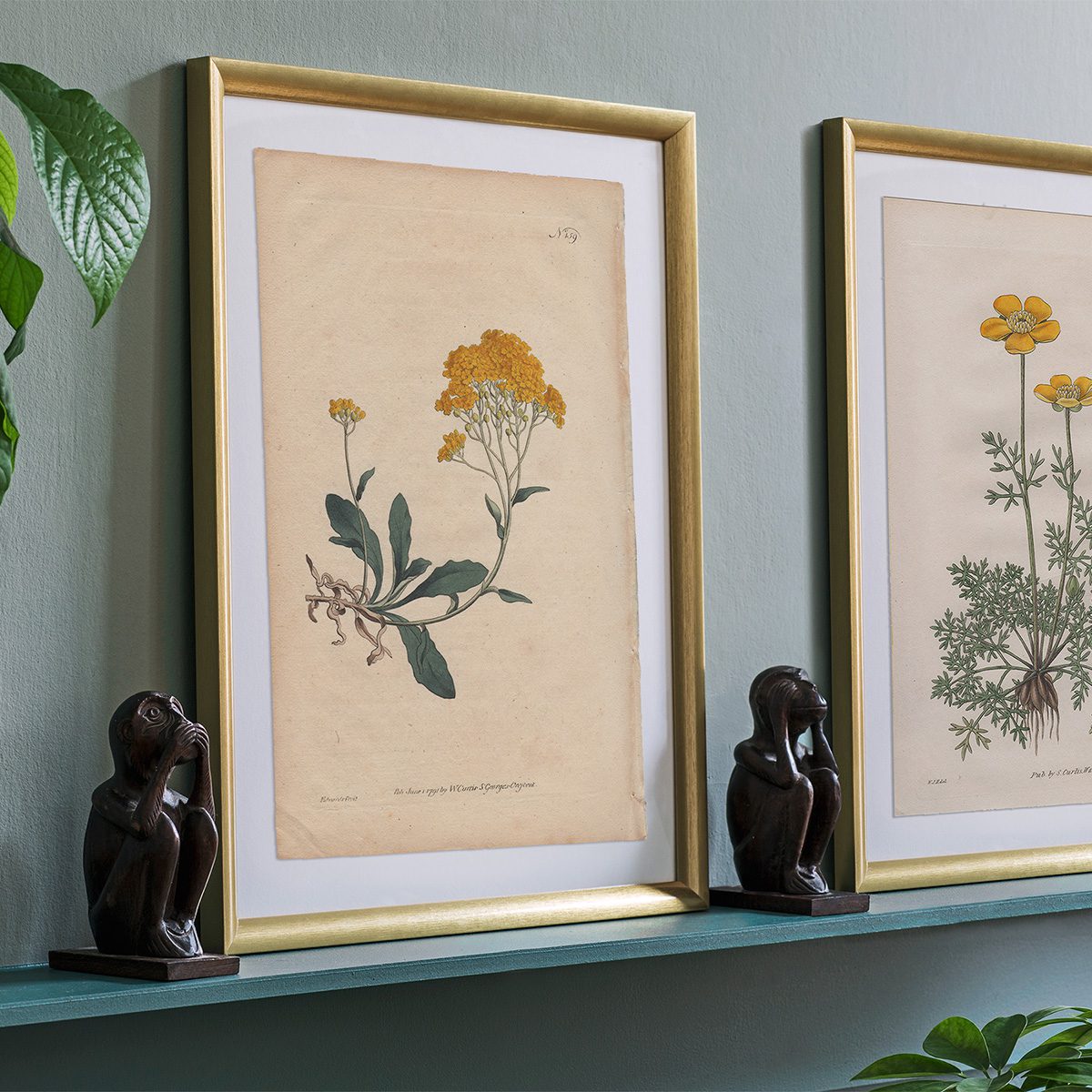 Original antique hand-colored engraving botanical print from Curtis’s Botanical Magazine; or Flower-Garden Displayed.